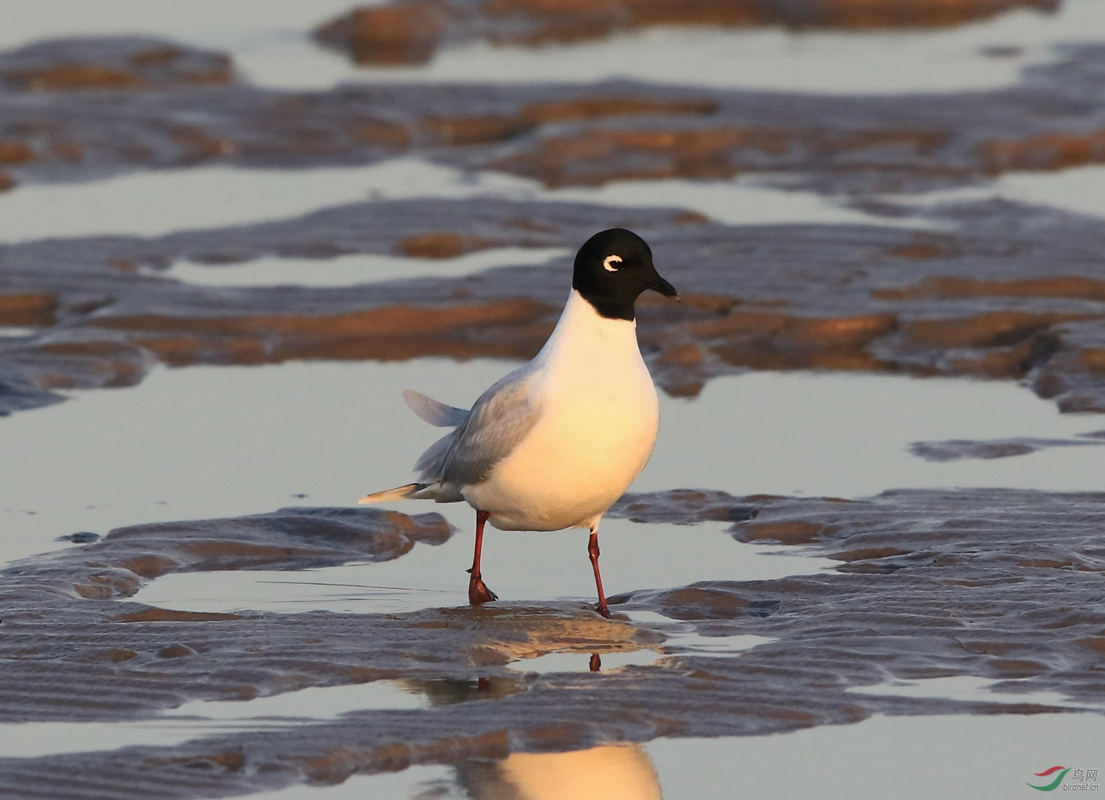 辽河口湿地的黑嘴鸥