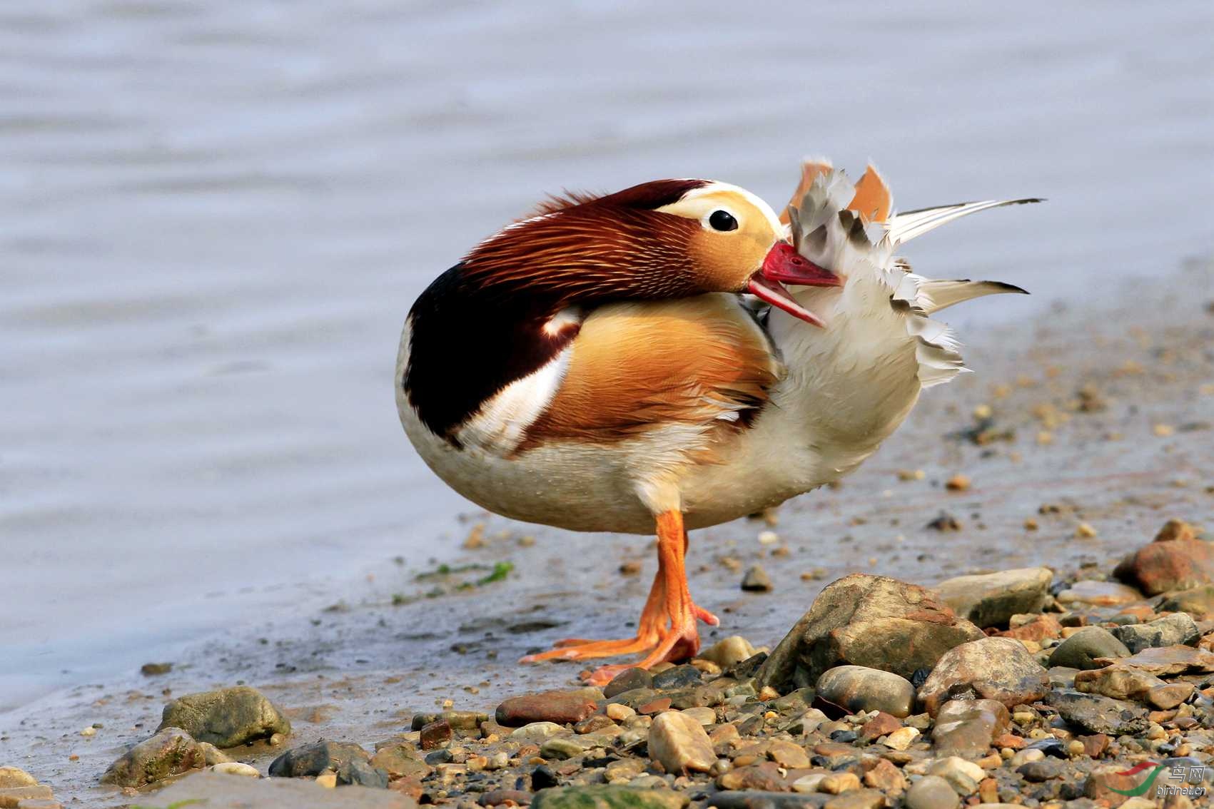 大连海面惊现白化鸳鸯