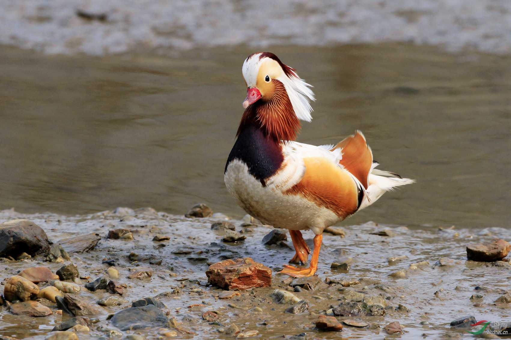 大连海面惊现白化鸳鸯