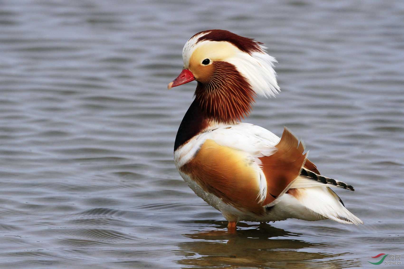 大连海面惊现白化鸳鸯