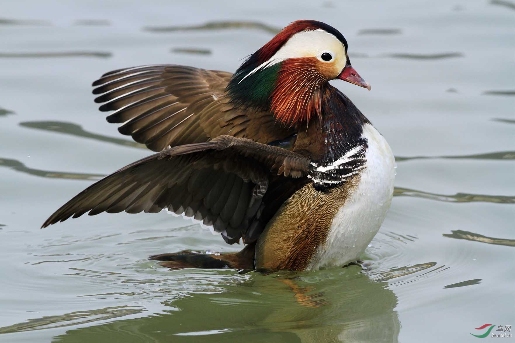 大连海面惊现白化鸳鸯