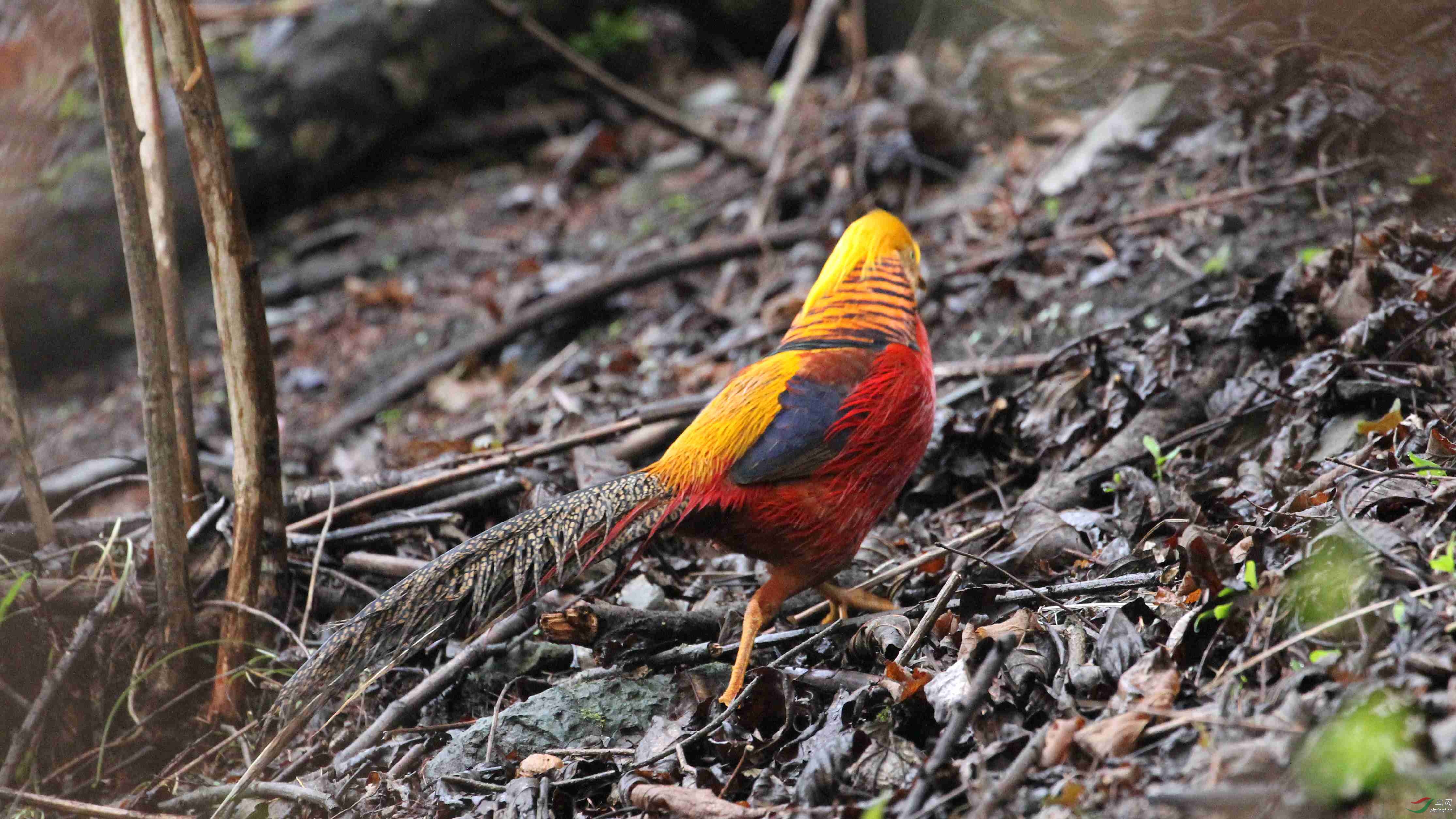 谷雨后红腹锦鸡在卧龙密林丛中的生活照