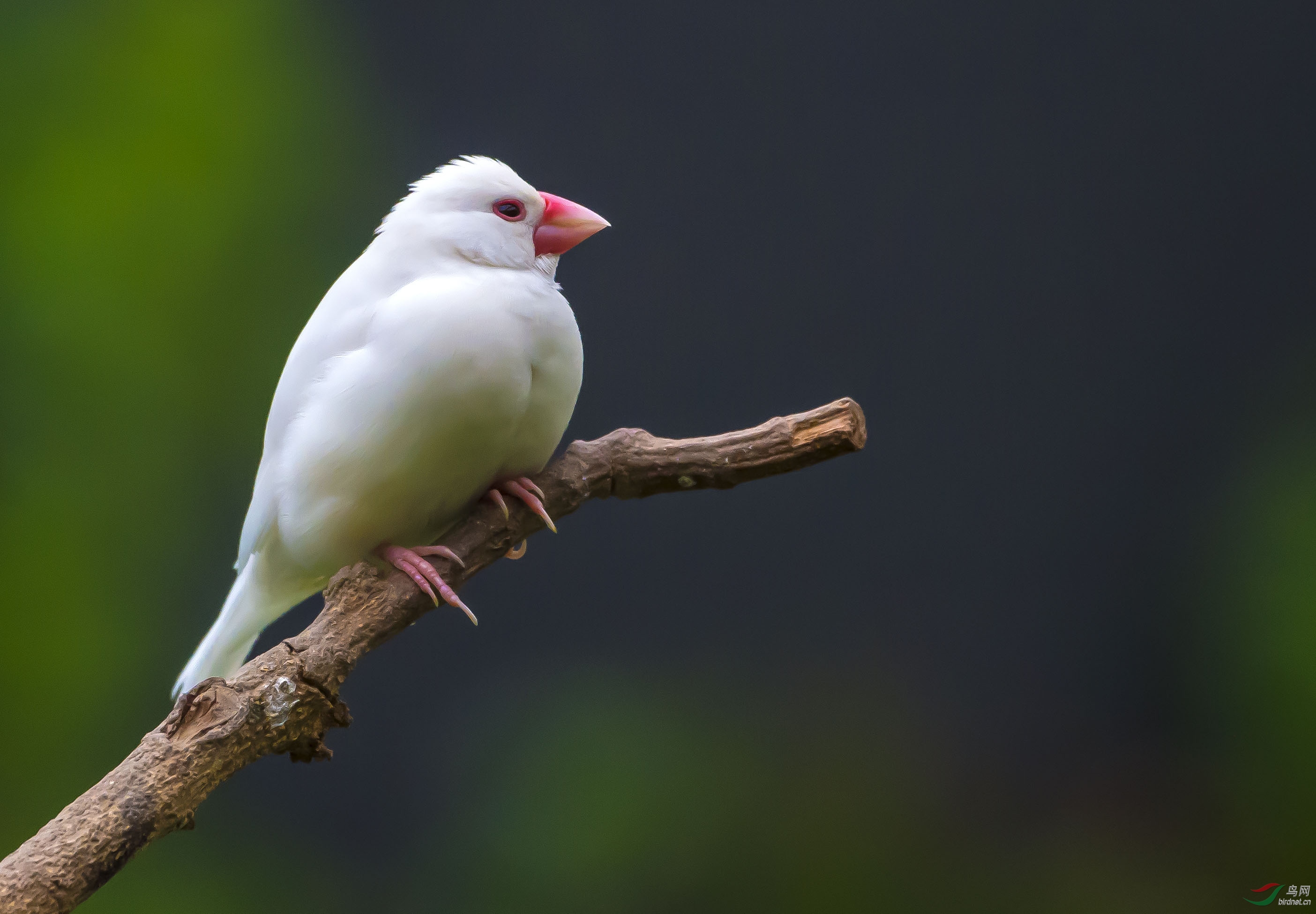 水鸟种类 白色图片