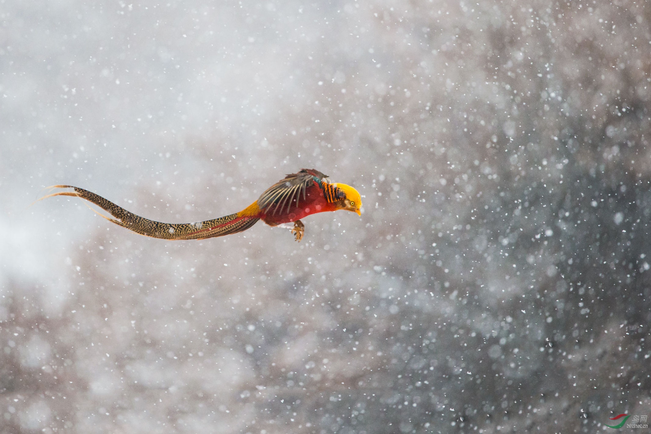 红腹锦鸡雪中飞