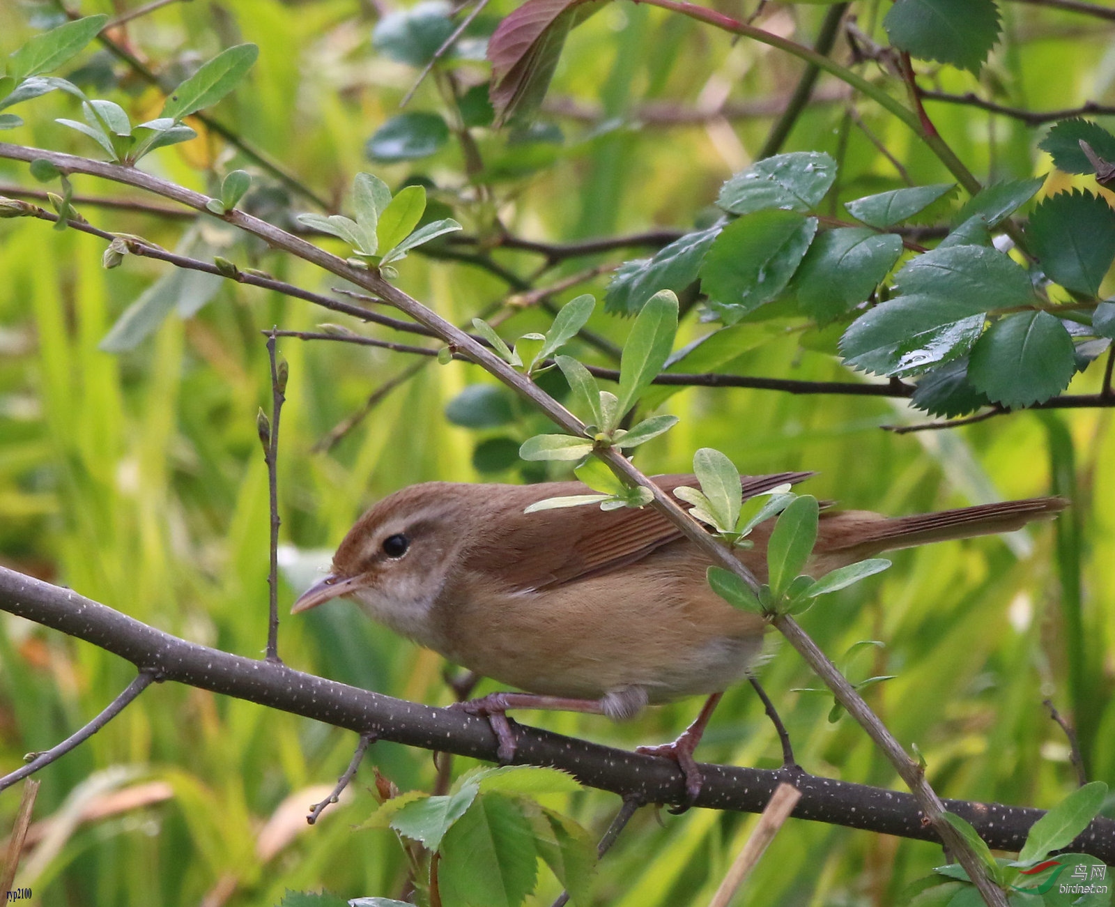 罗卜青菜也是菜