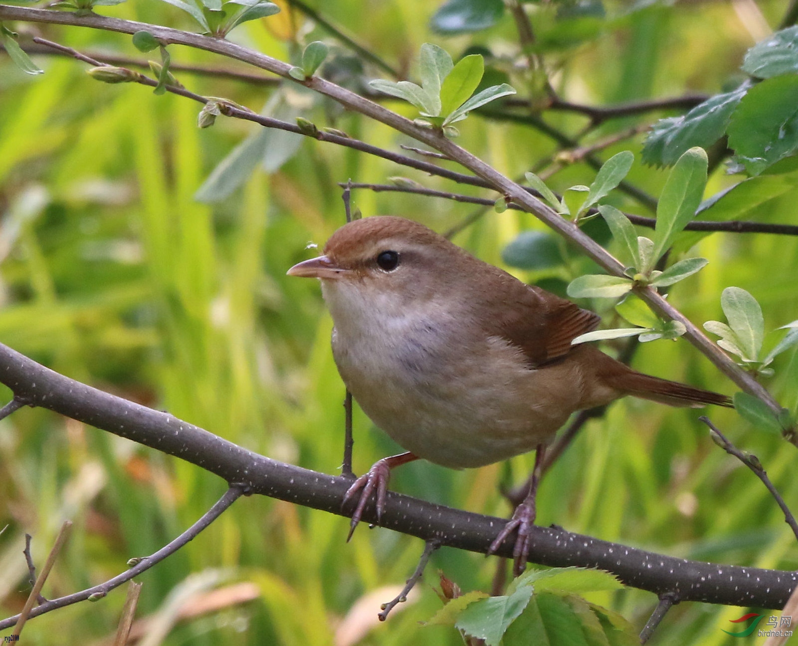 罗卜青菜也是菜