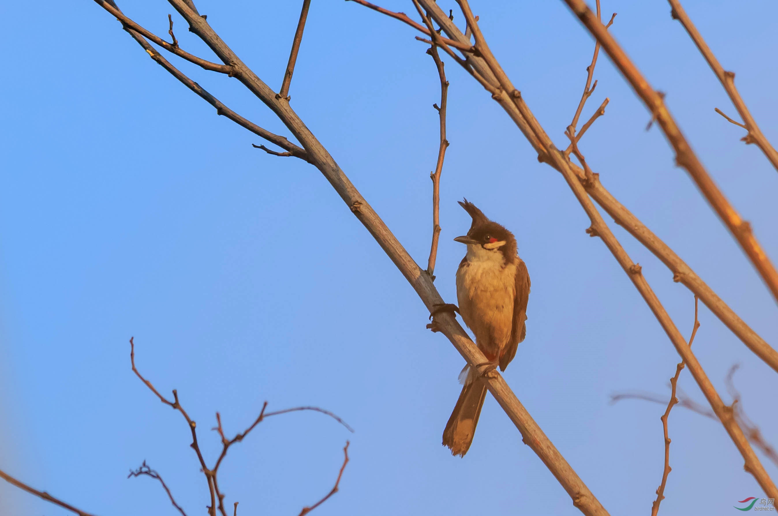 请教老师:东北有这种鸟吗?
