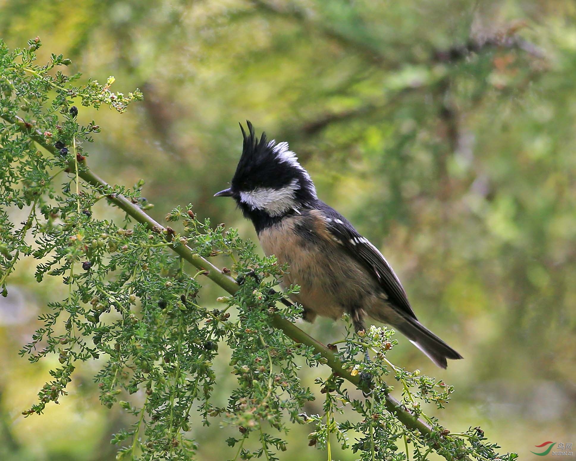 稻城的黑冠山雀