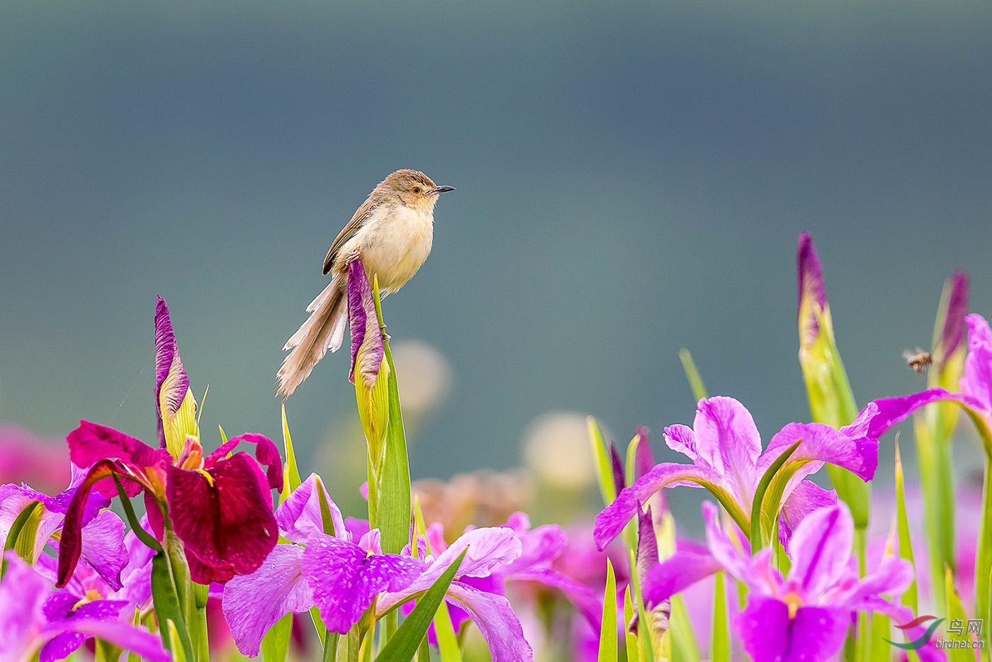鹪莺与鸢尾花