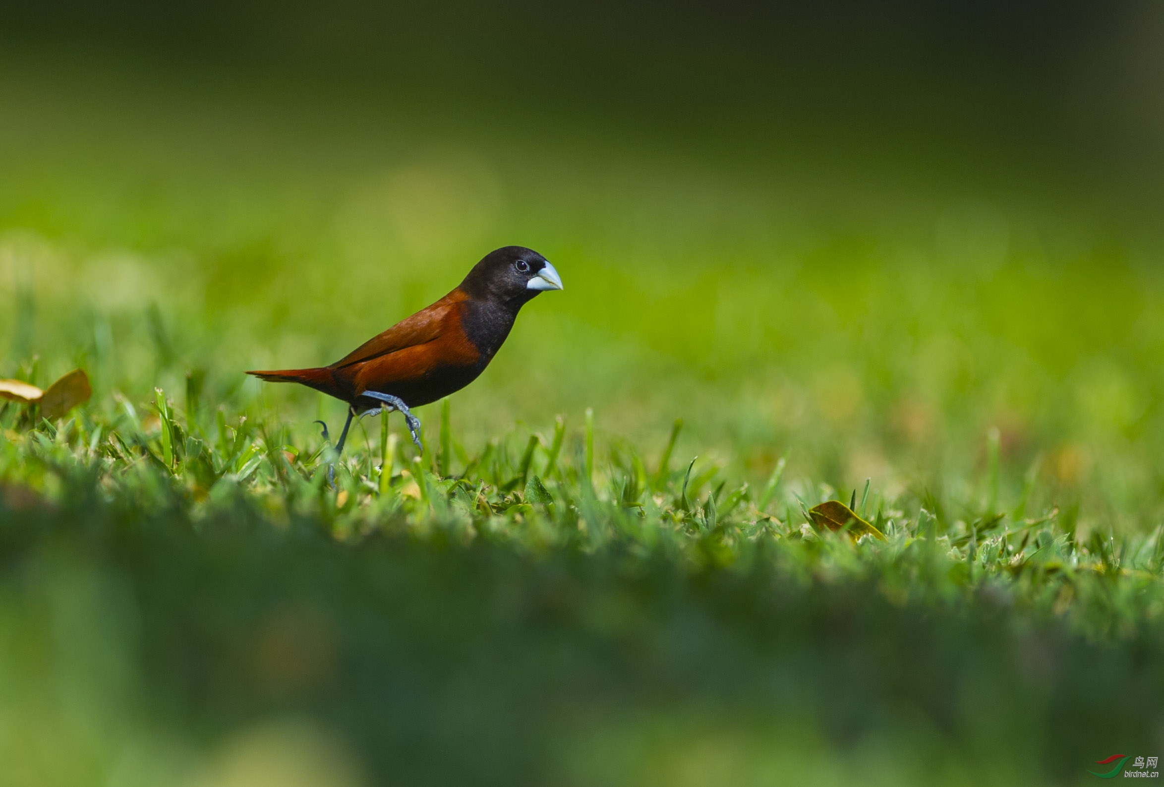 (黑头文鸟)醉舞下山去(贺首页精华)