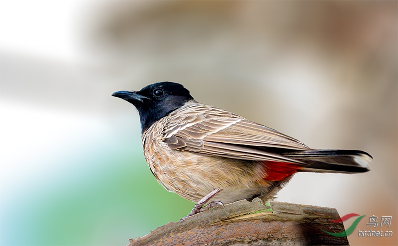黑喉红臀鹎