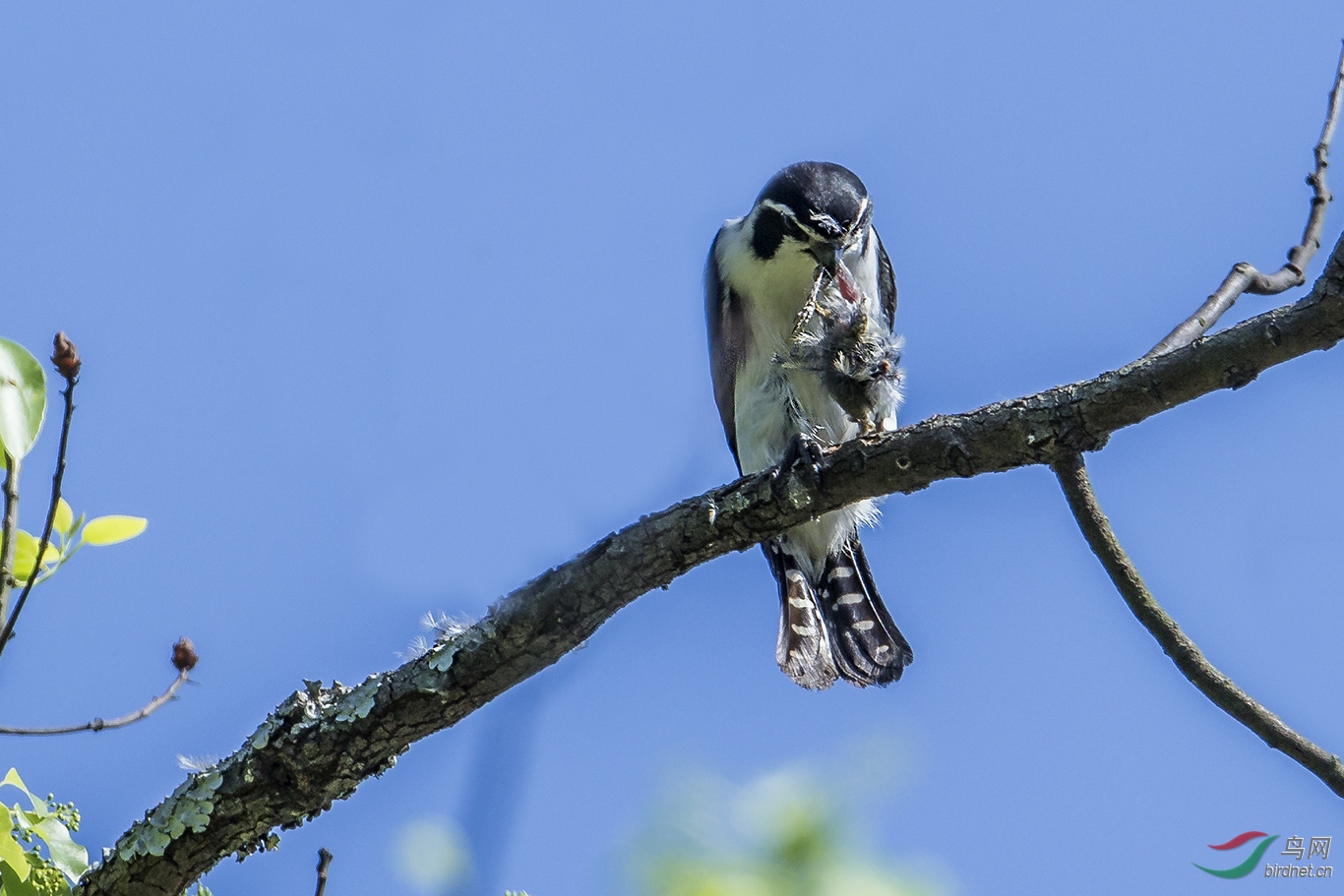 弱肉强食(白腿小隼)