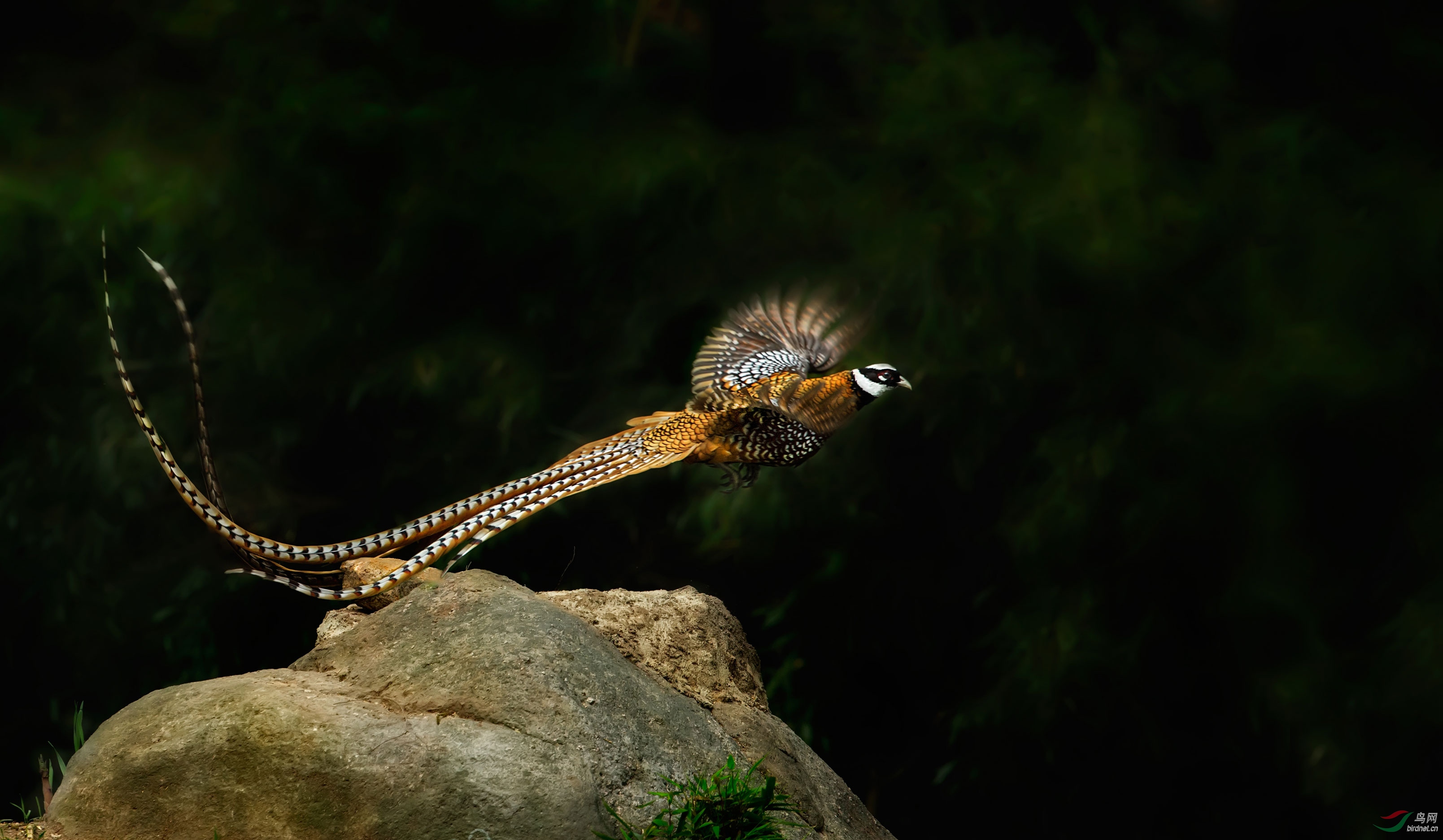 漂亮的白颈长尾雉飞版2