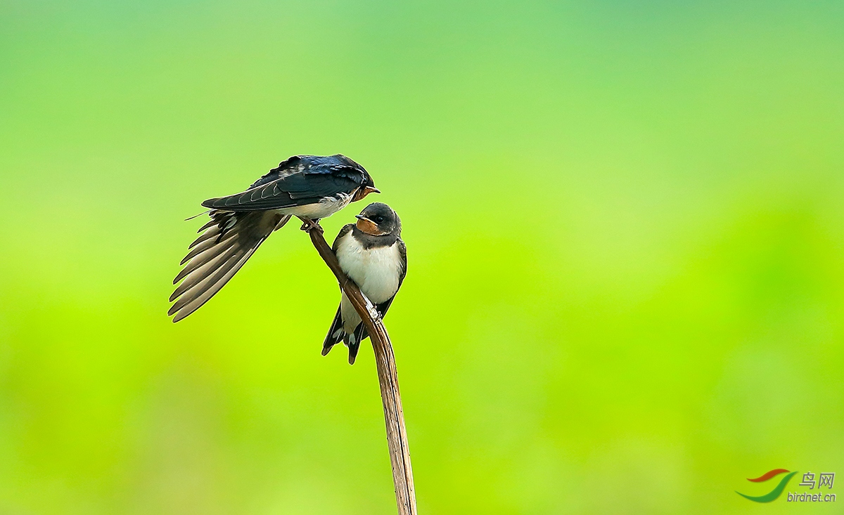 两小无猜的春燕