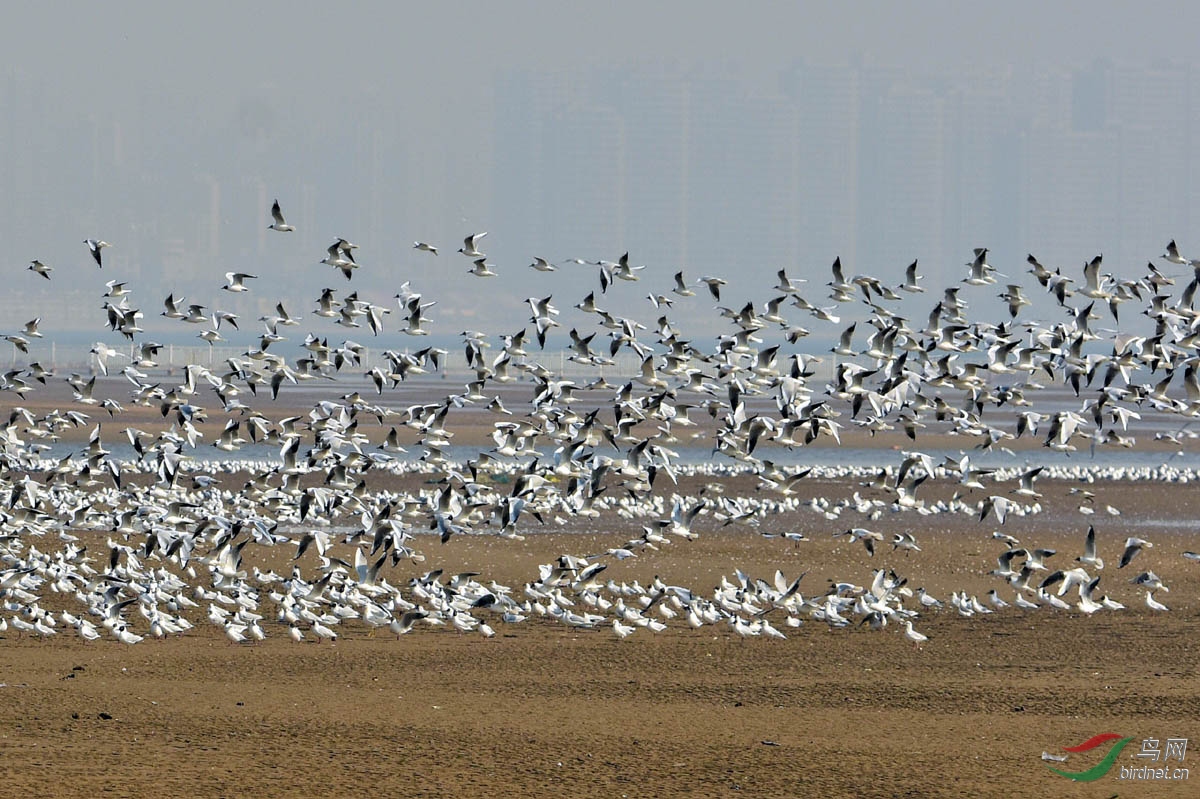 大迁徙中的海鸥群正在休憩突然开始起飞