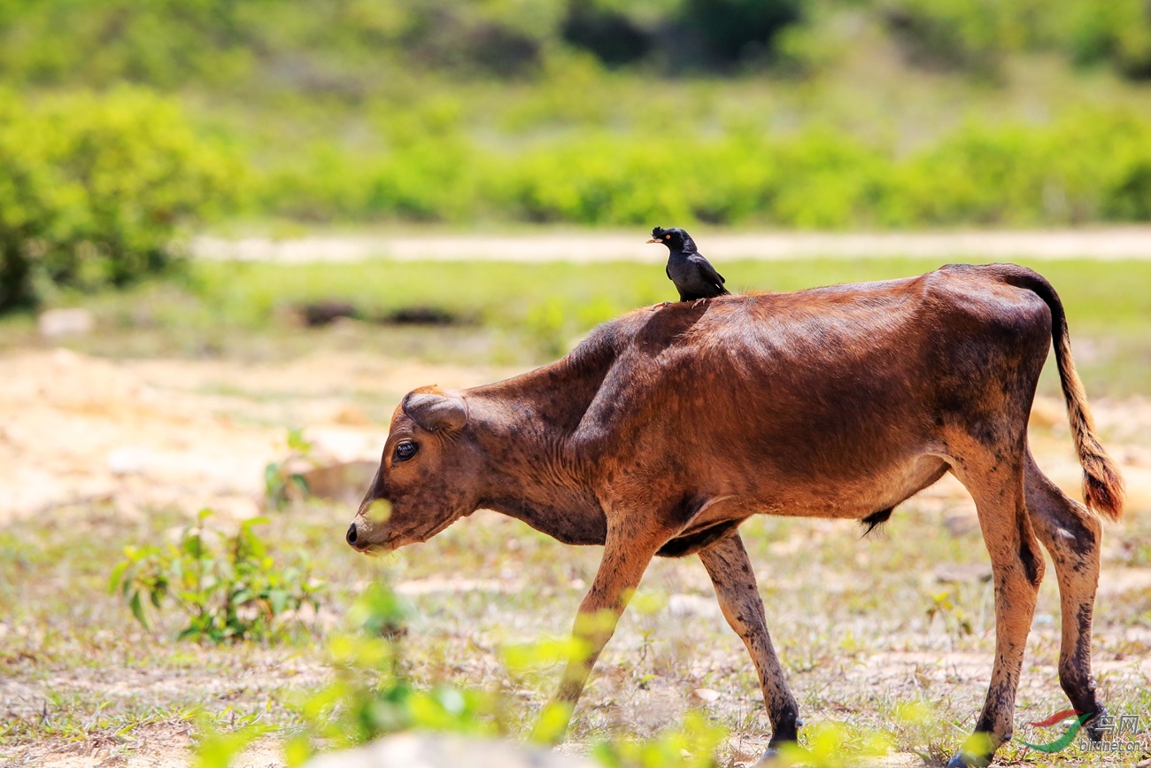 骑牛看唱本走着瞧