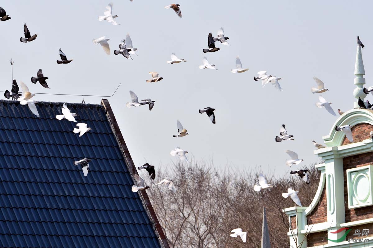 鸽子窝公园百鸽飞翔