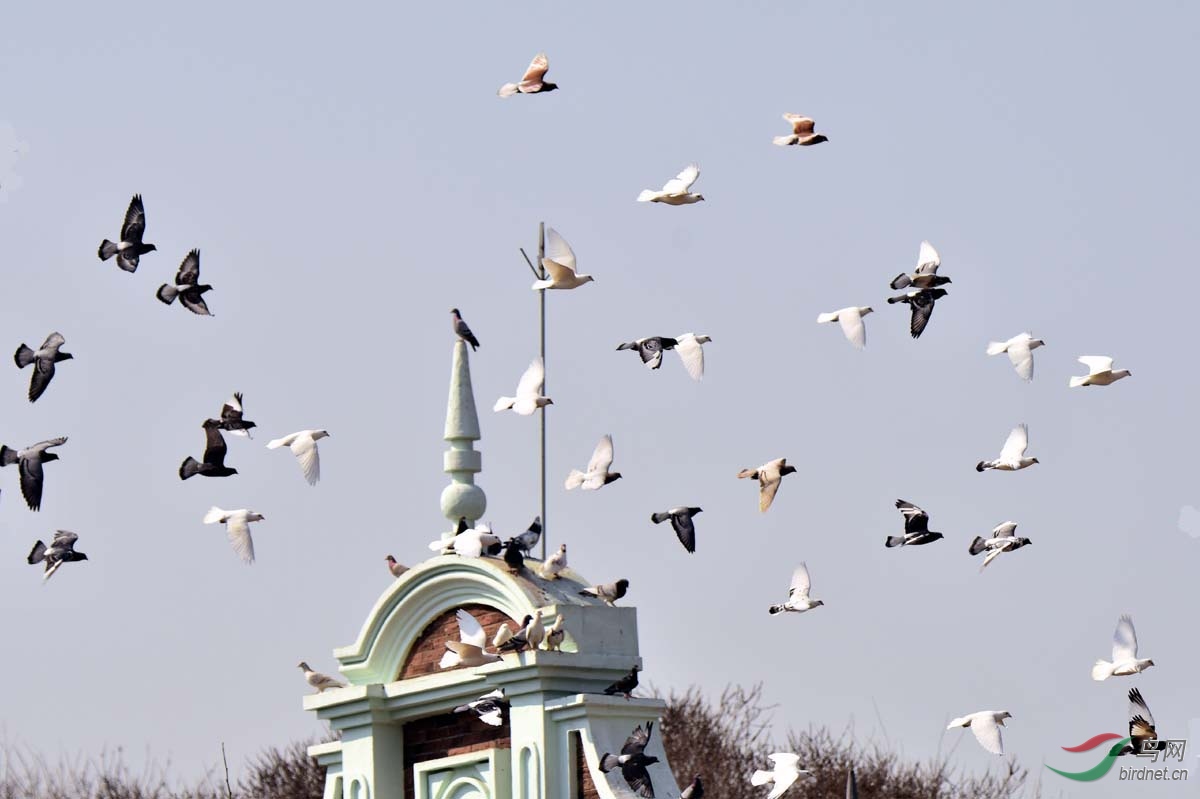 鸽子窝公园百鸽飞翔