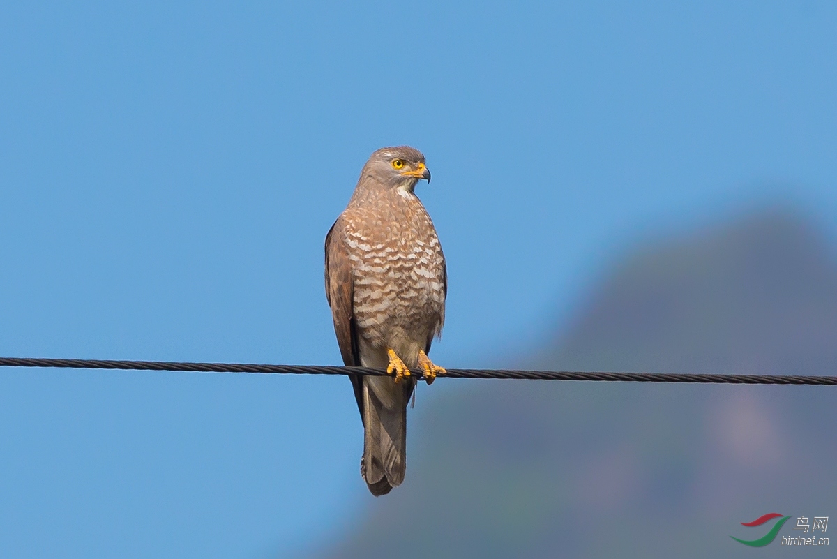 大山中的扑面而来灰脸鵟鹰问好北京版