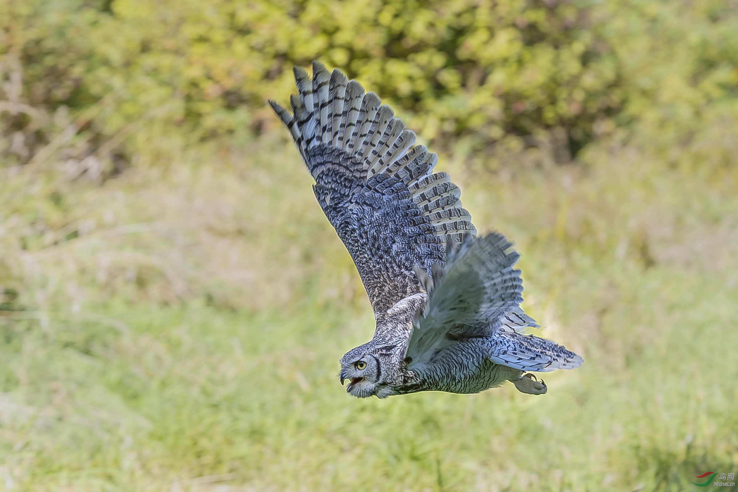 大雕鴞greathornedowl