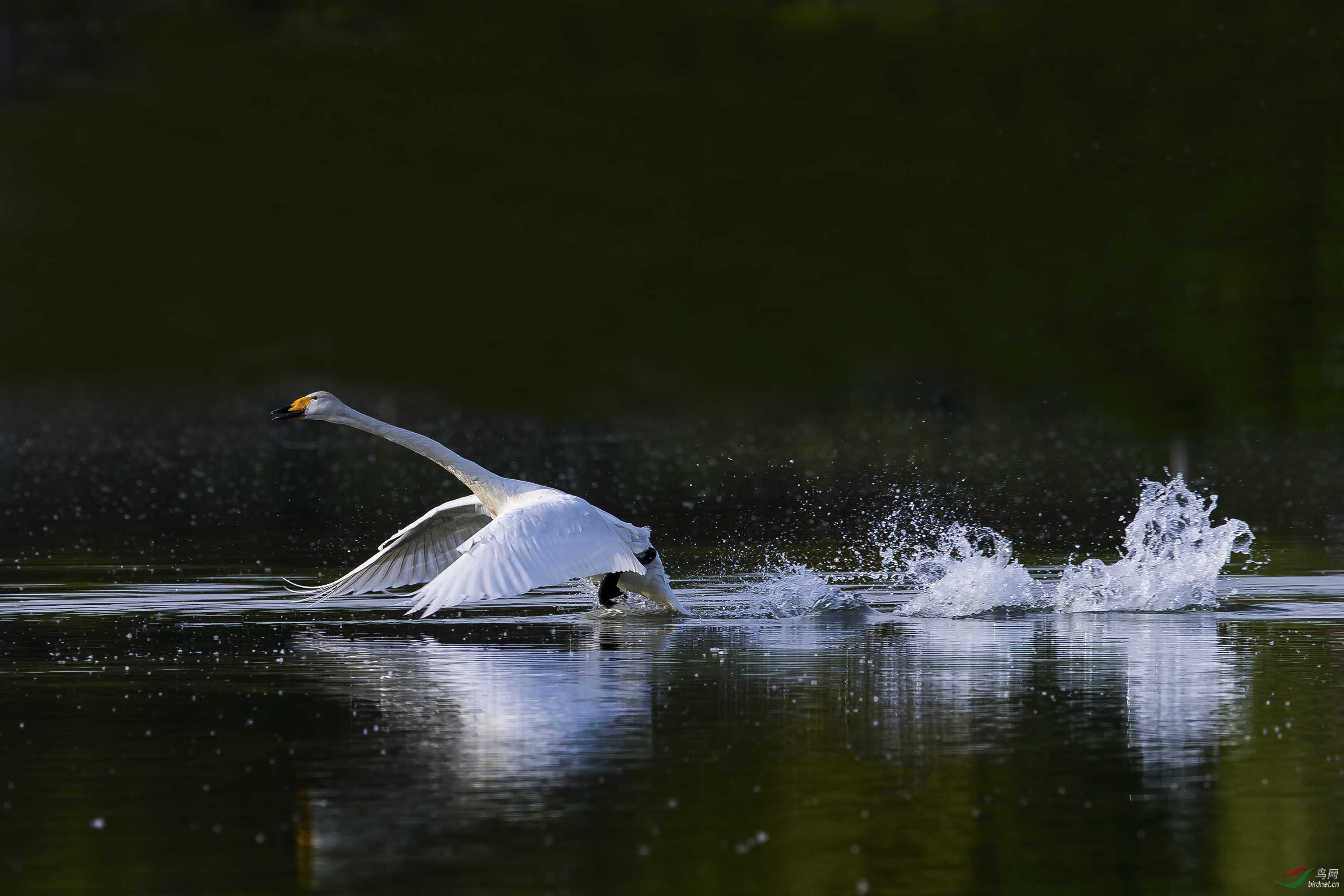 大天鹅水上起飞的一瞬间