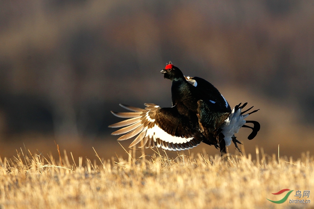 乌鸡雄起变凤凰