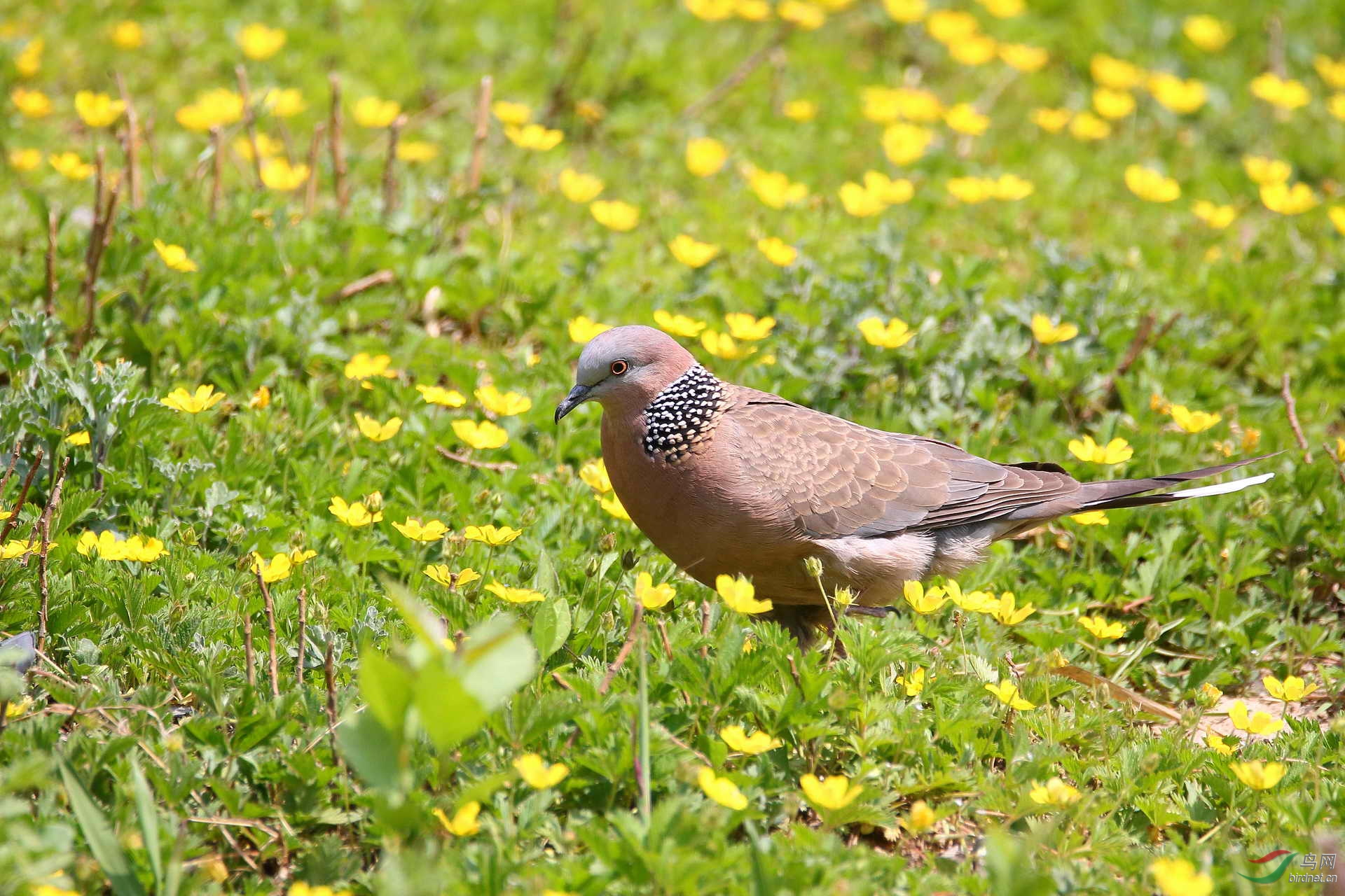 山花丛中的珠颈斑鸠(请点击看大图)