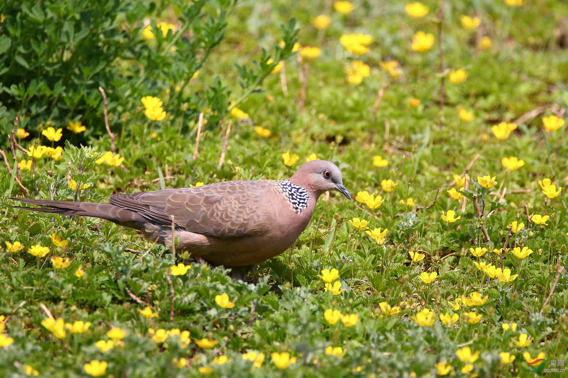 珠颈斑鸠漫步花丛请点击看大图