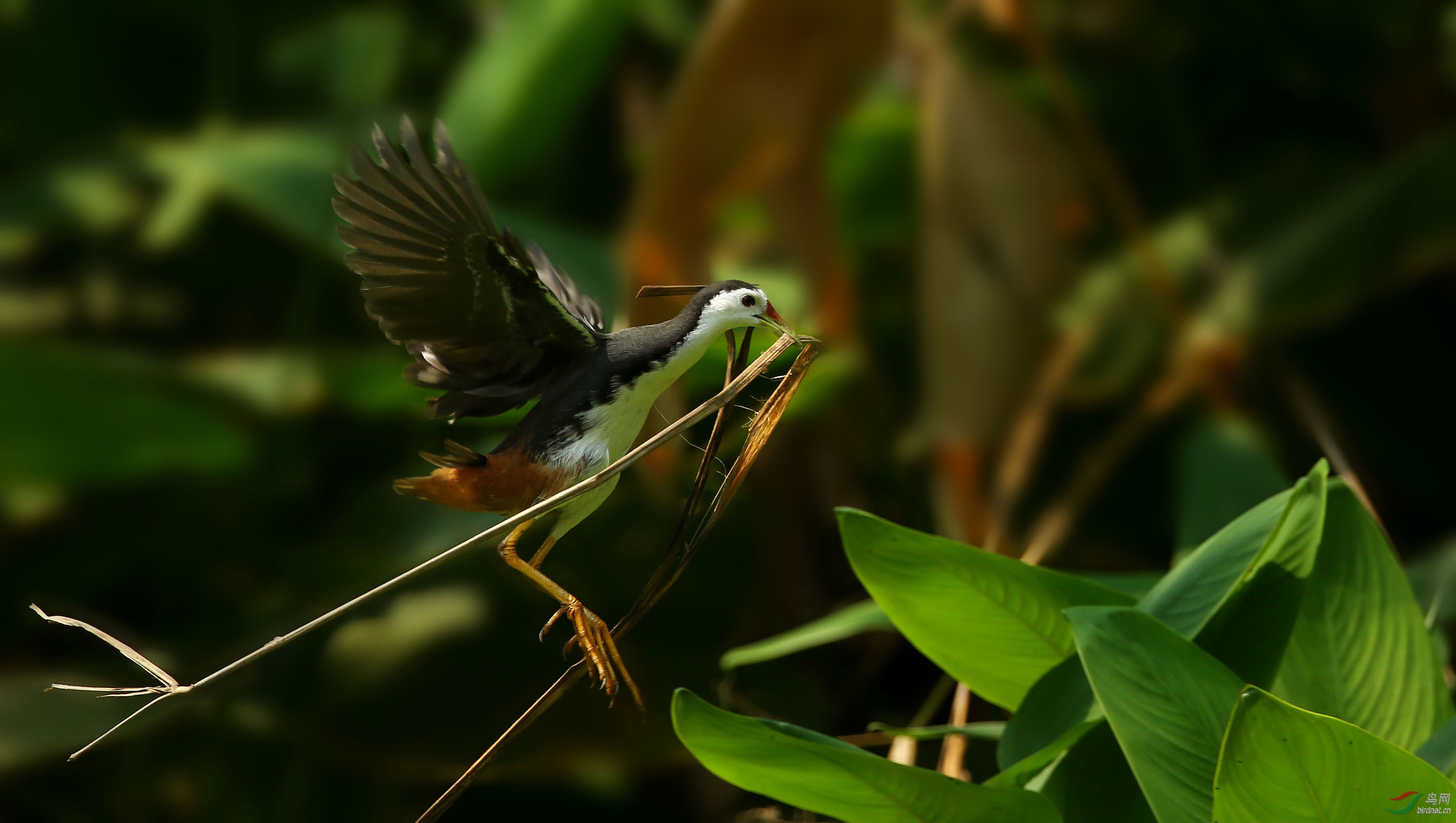 筑巢引凤白胸苦恶鸡