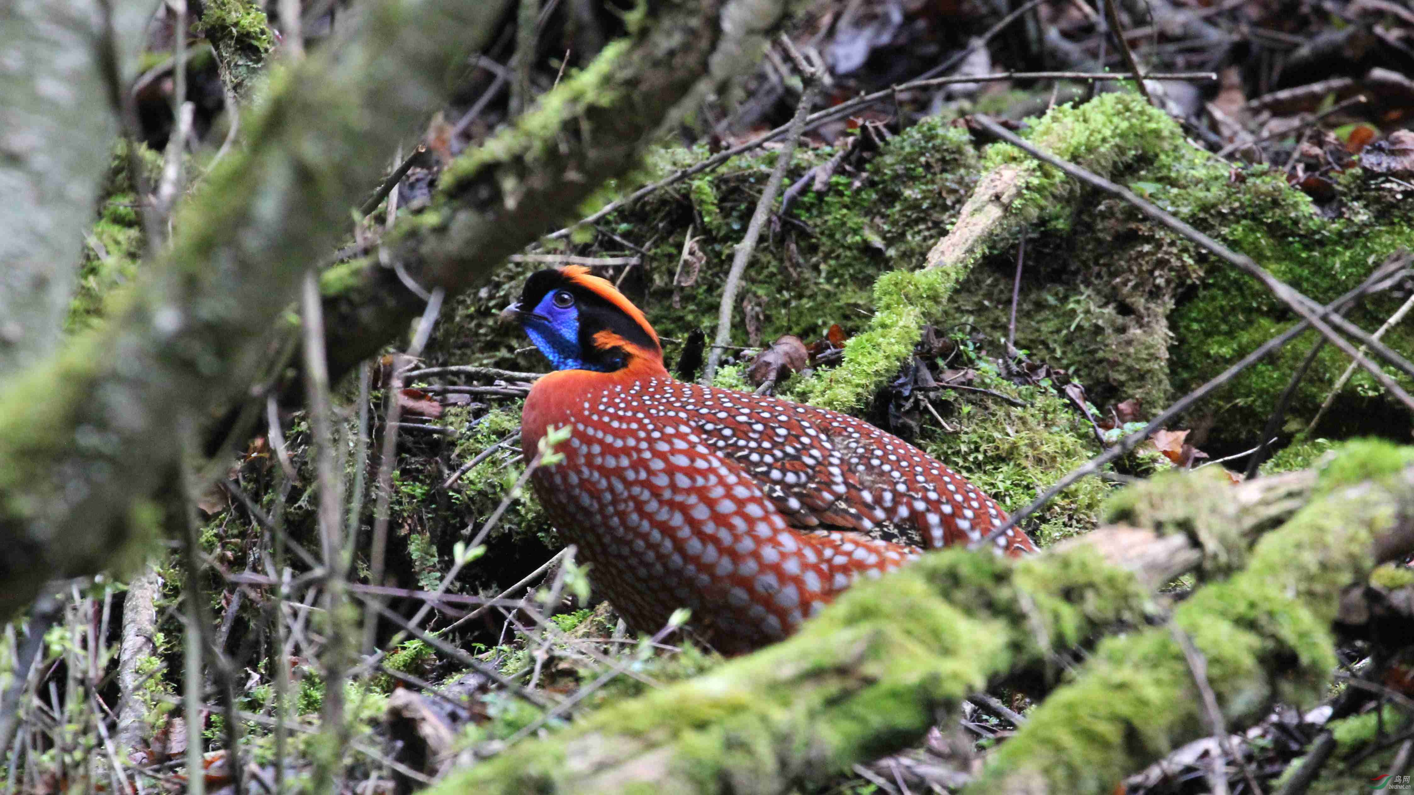 密林隐士-红腹角雉恭祝大家周一快乐