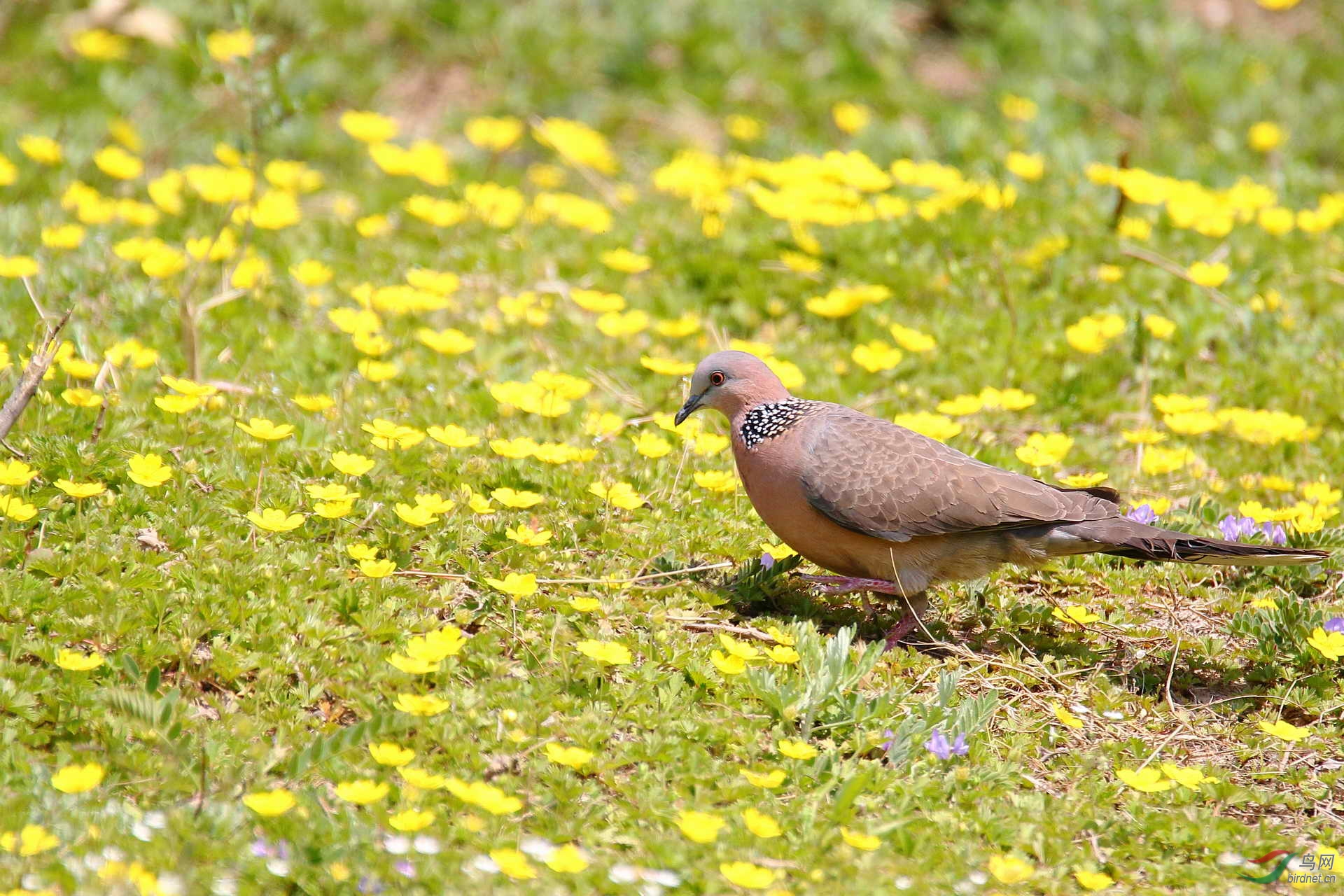珠颈斑鸠赏花图请点击看大图