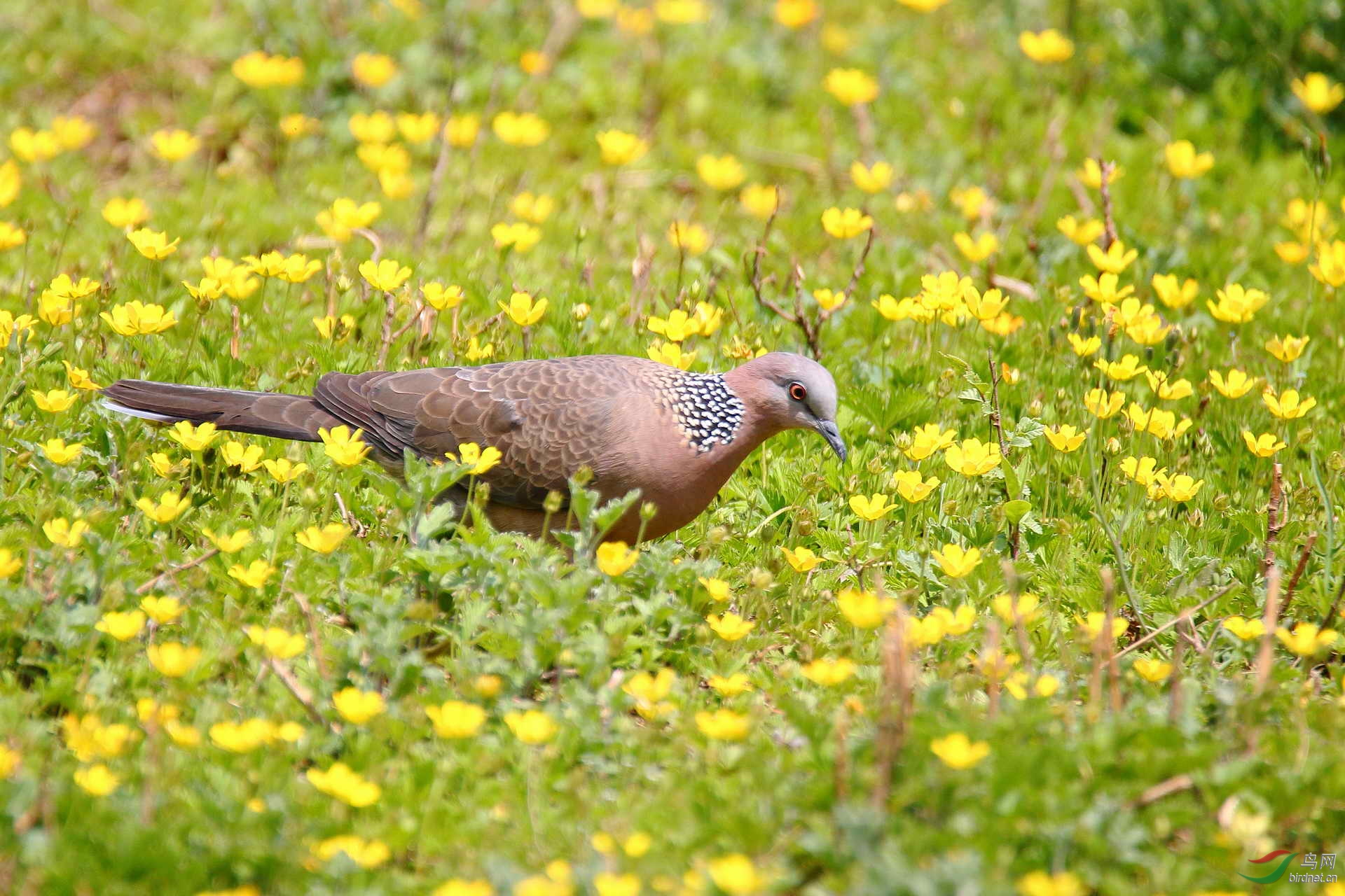珠颈斑鸠赏花图请点击看大图