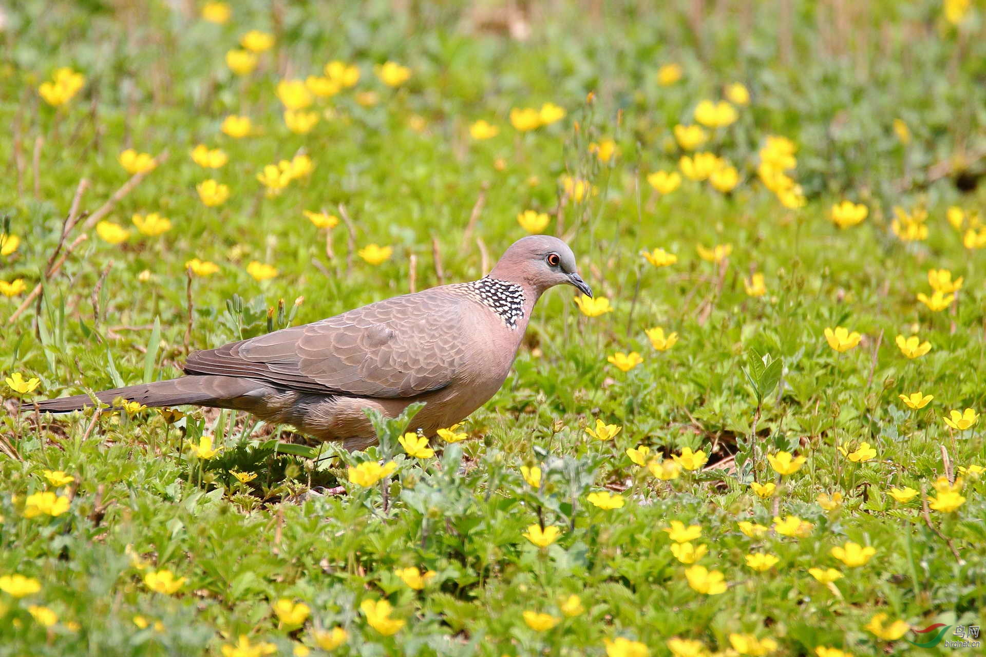 珠颈斑鸠赏花图请点击看大图