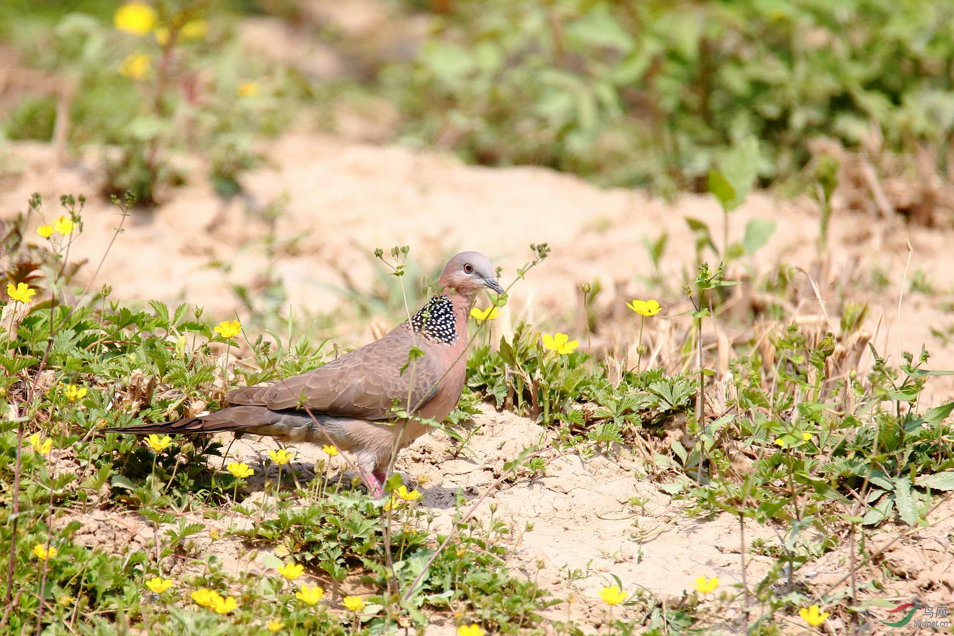 地上观花的珠颈斑鸠(请点击看大图)
