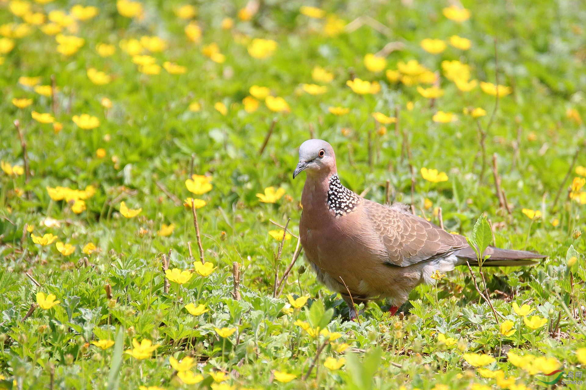 地上观花的珠颈斑鸠(请点击看大图)