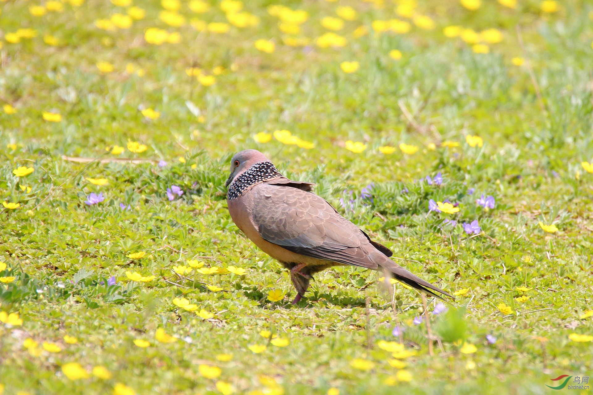 花间鸣叫的珠颈斑鸠请点击看大图