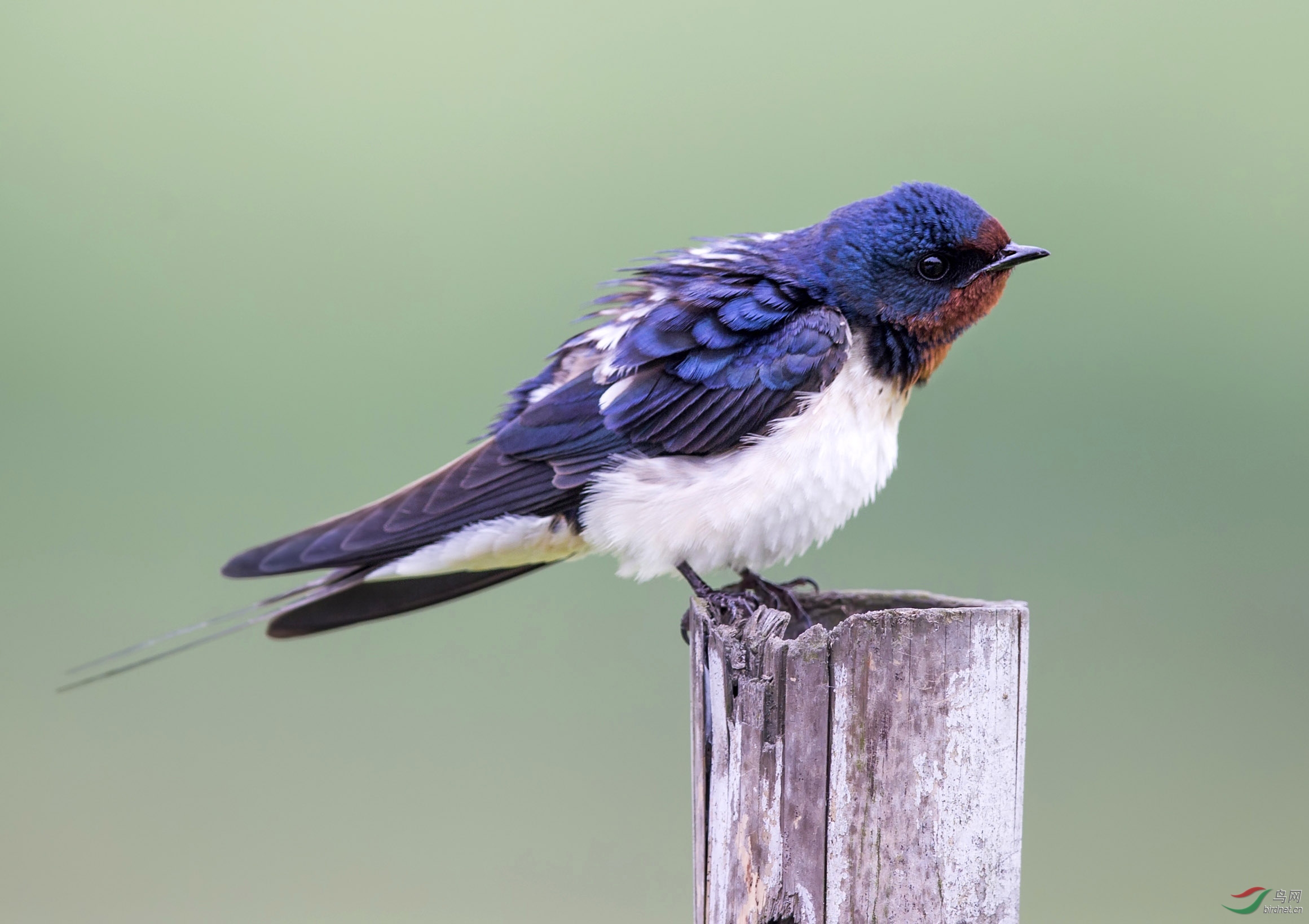 家燕(学名:hirundo rustica)