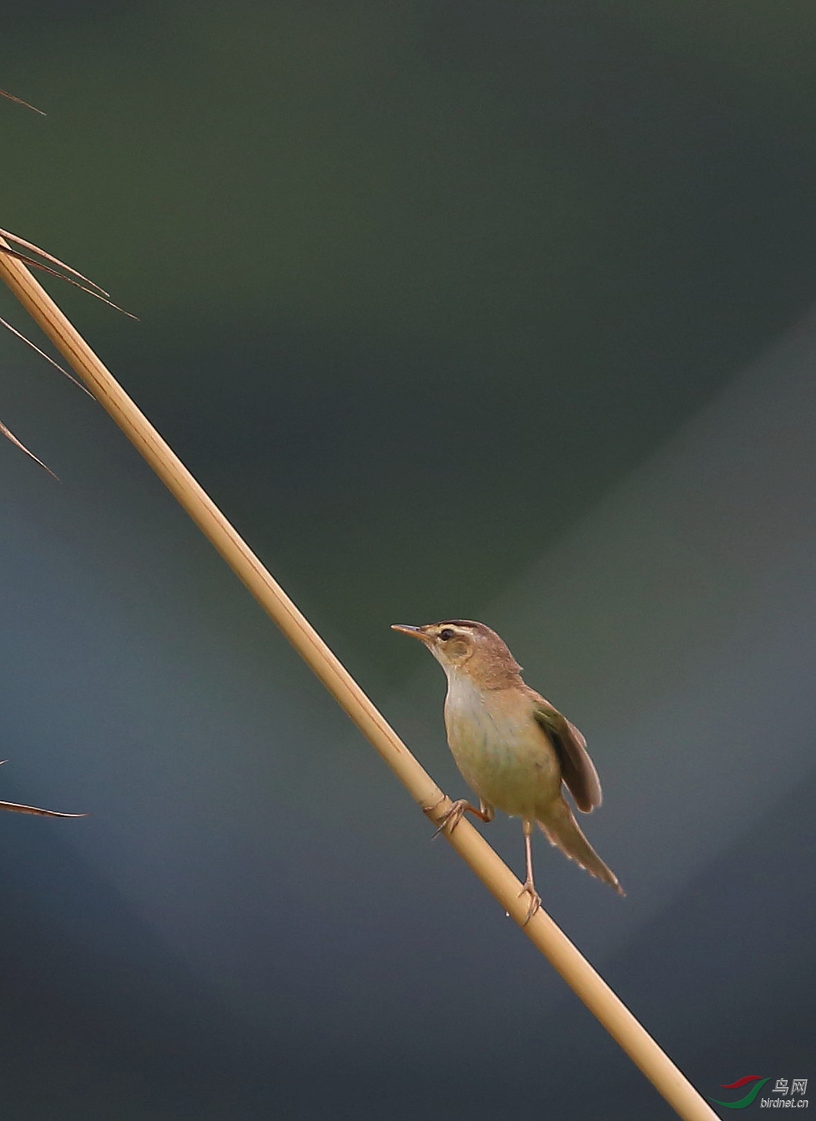 黑眉苇莺1.jpg