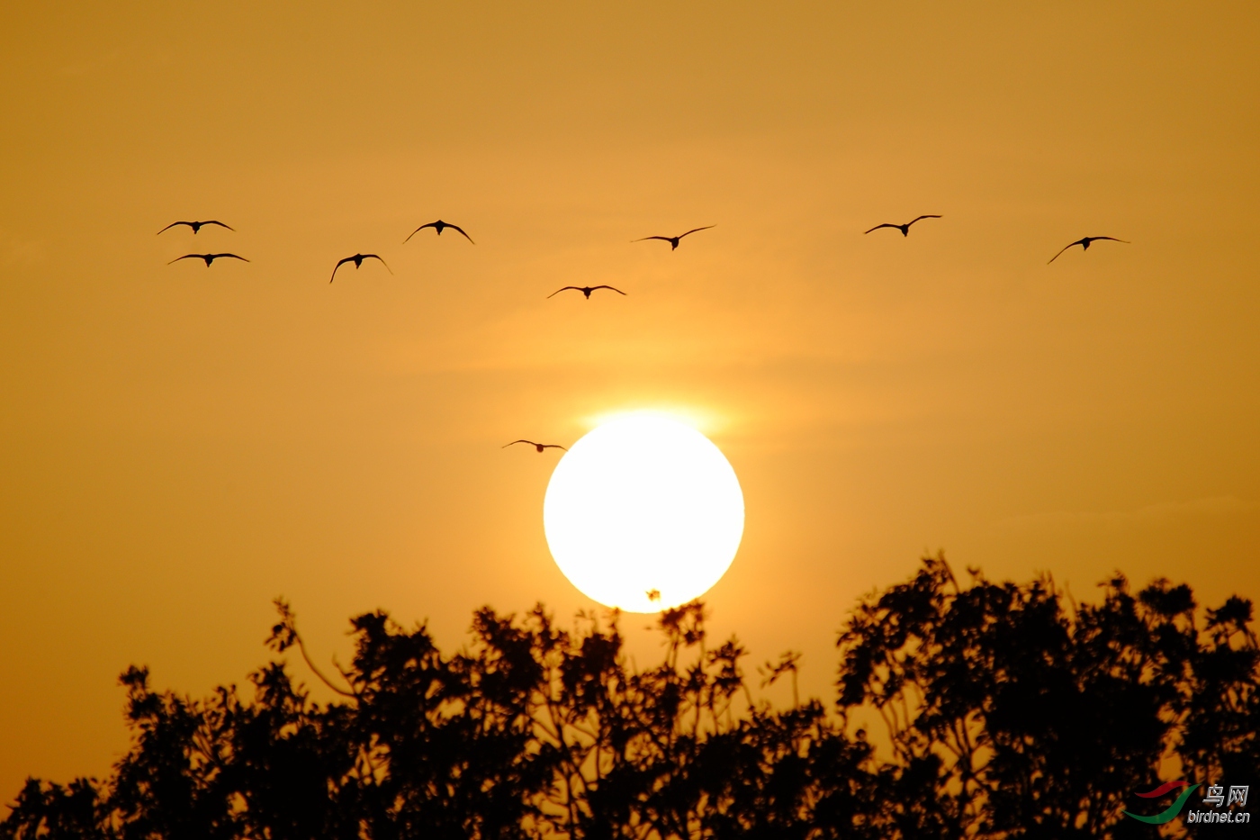 夕阳西下倦鸟归林