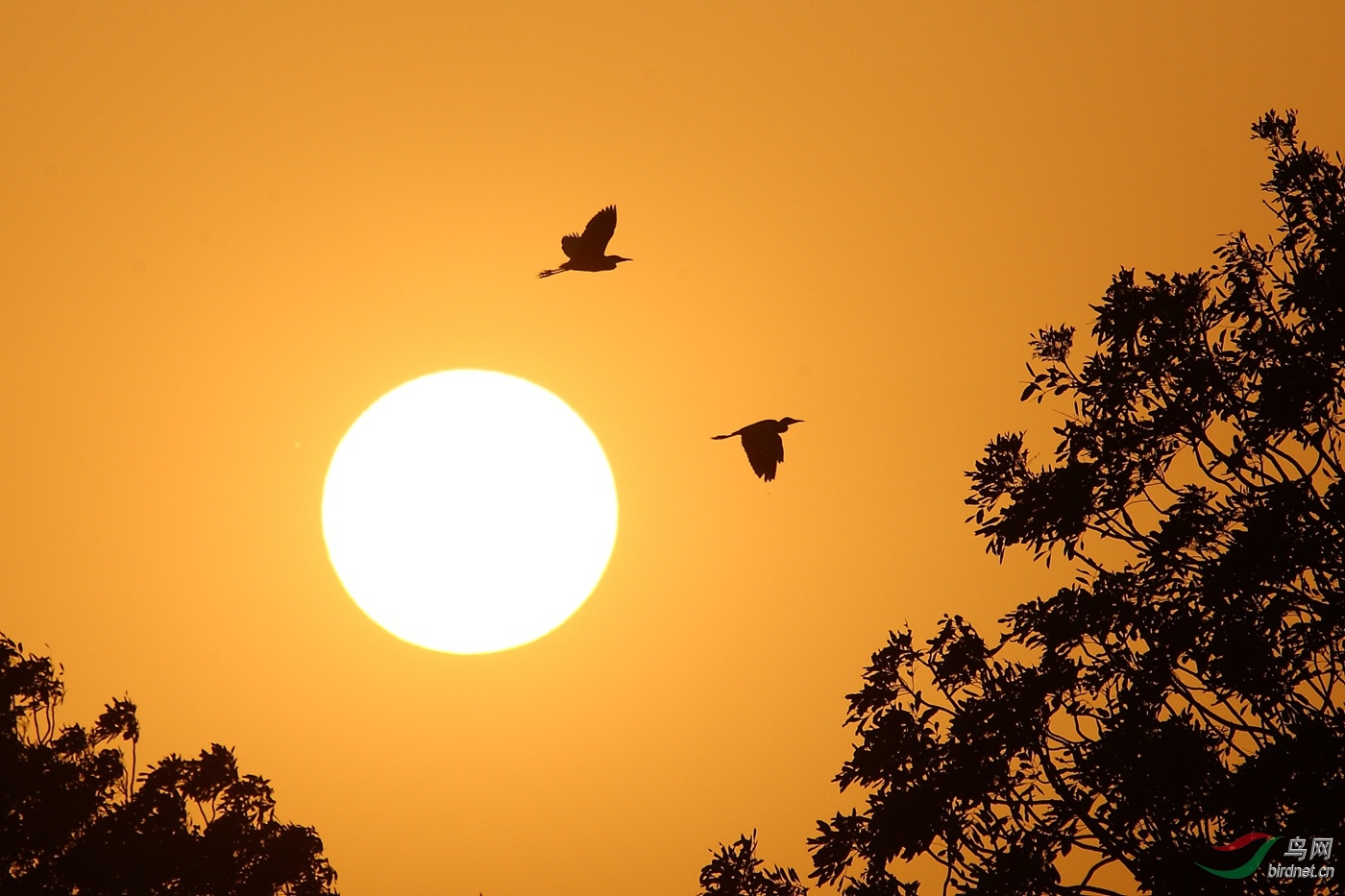 夕阳西下倦鸟归林