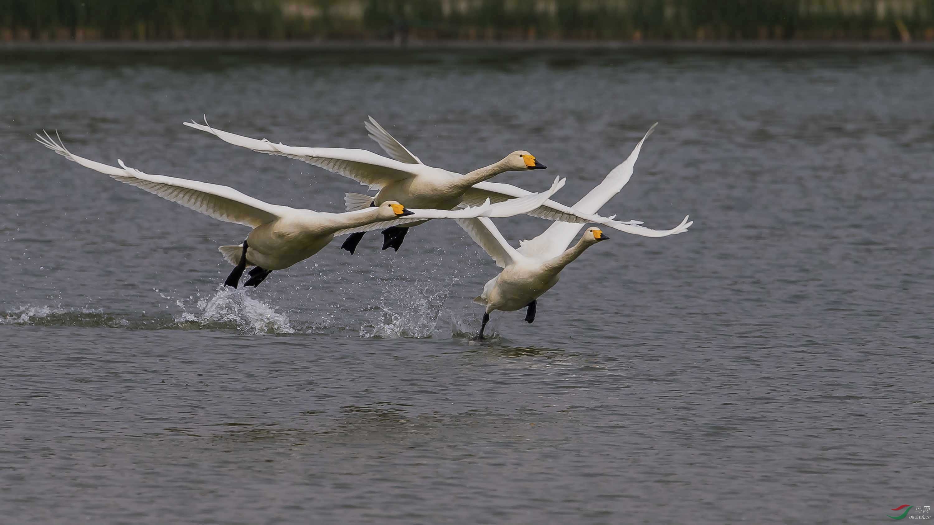 大天鹅整齐列队集体起飞一瞬间