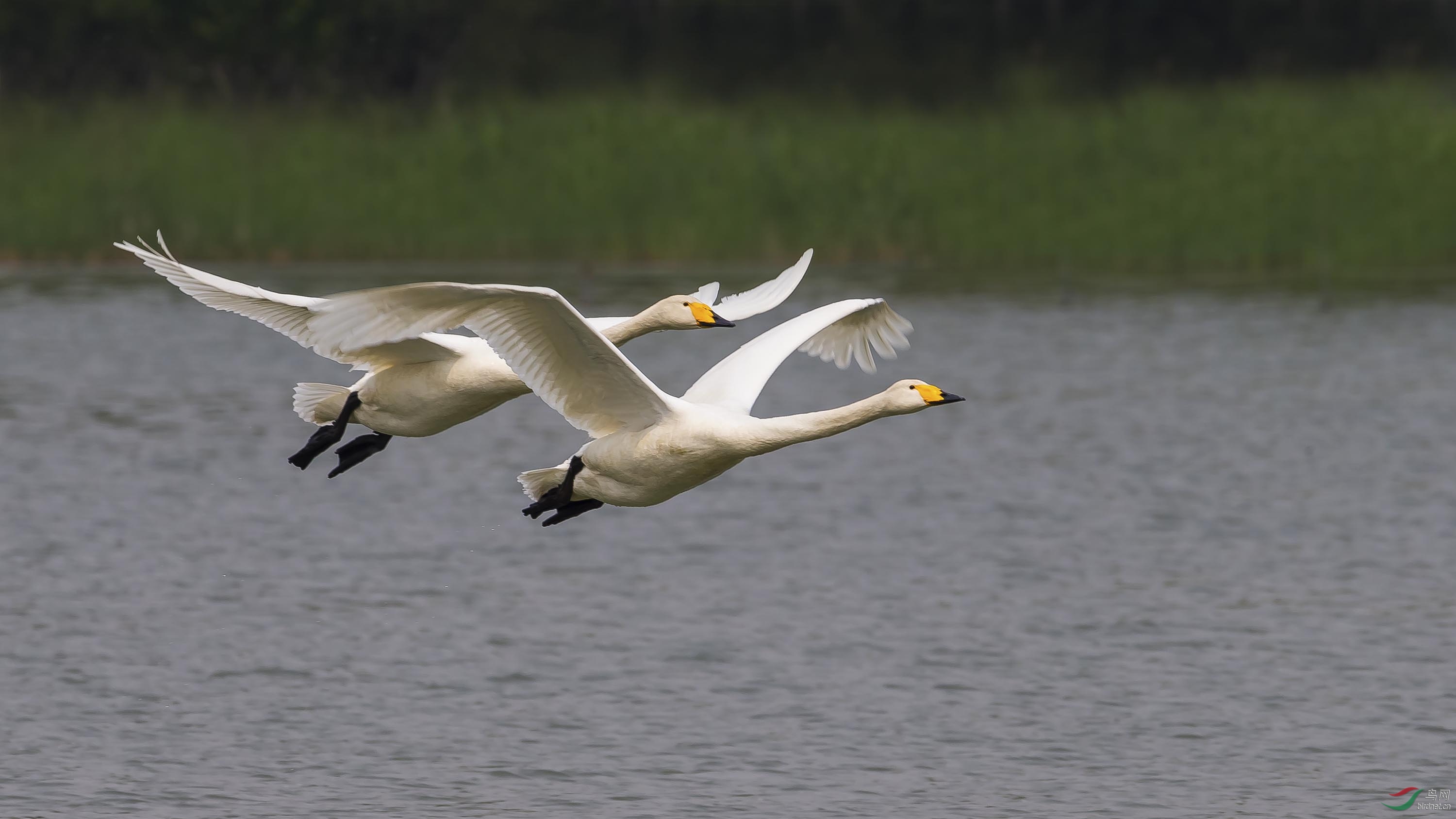 大天鹅整齐列队集体起飞一瞬间