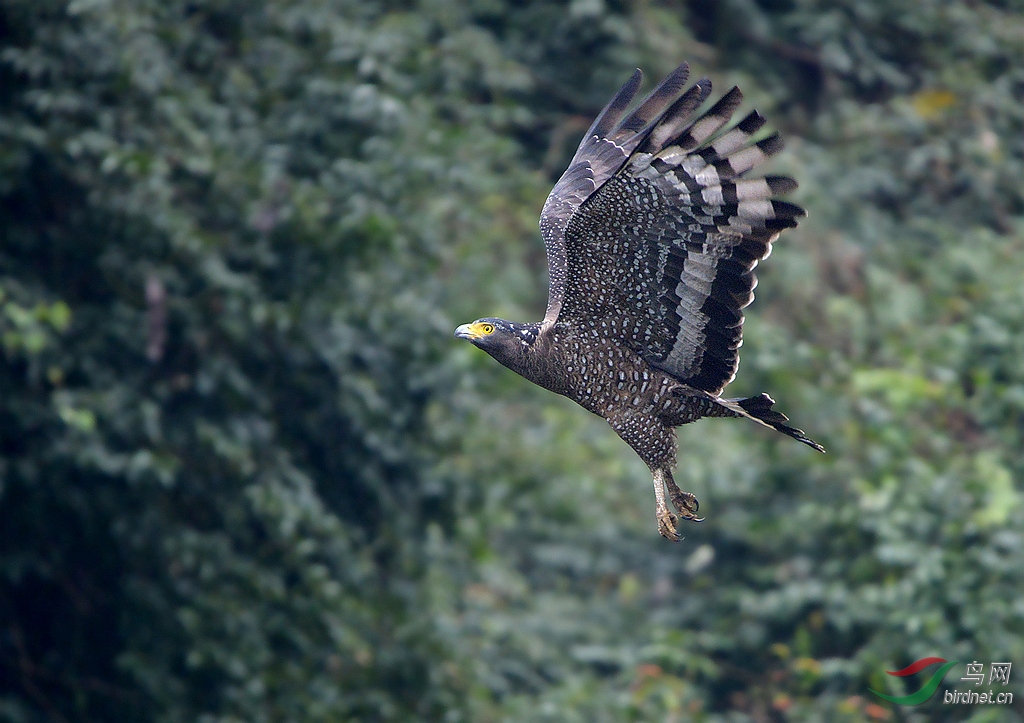 蛇雕森林幽灵贺荣获鸟网首页精华