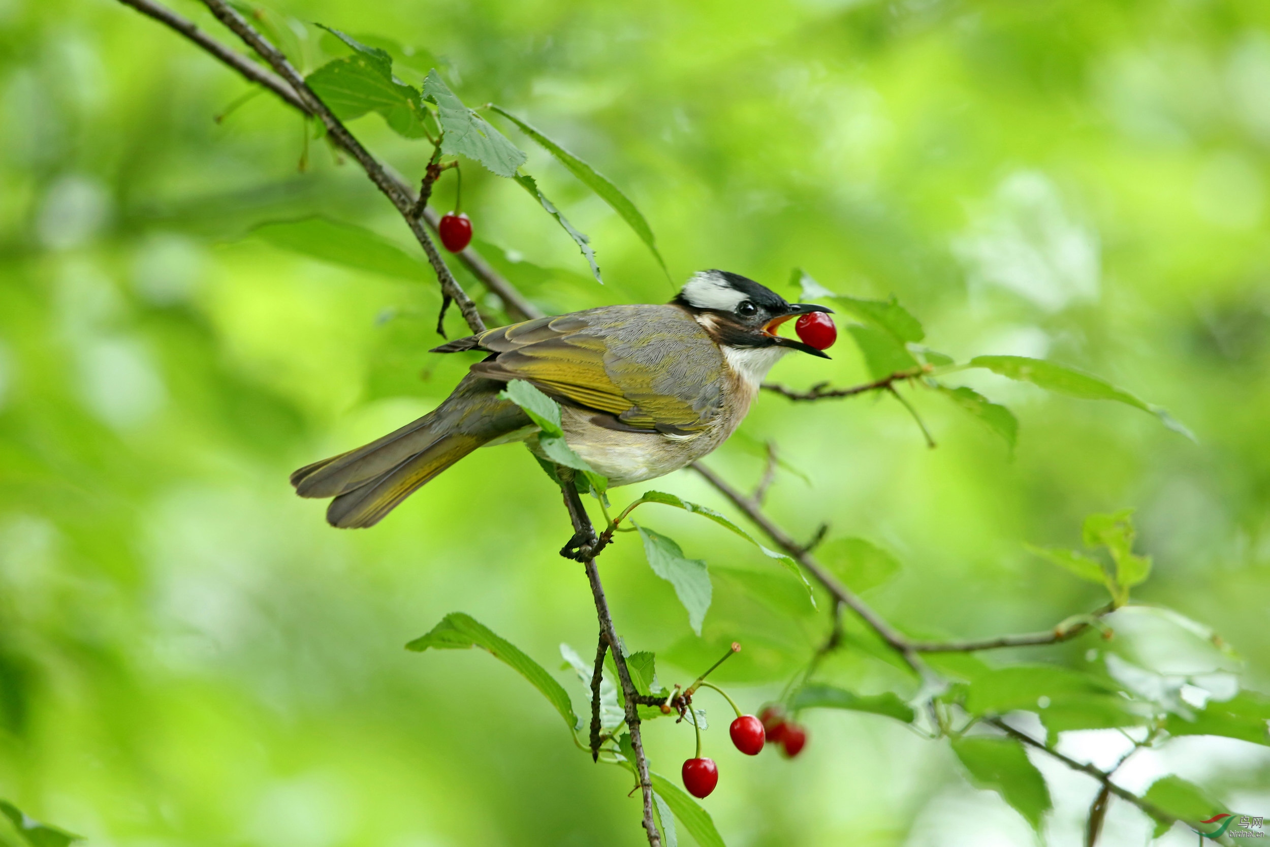 吃红果的白头鹎