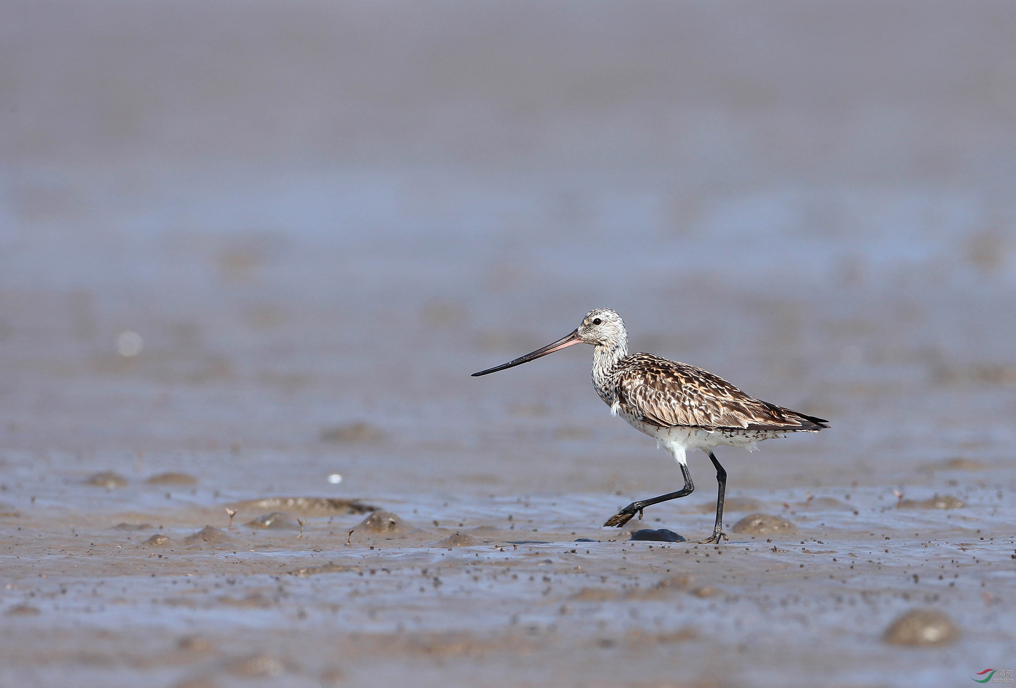 落单的斑尾塍鹬