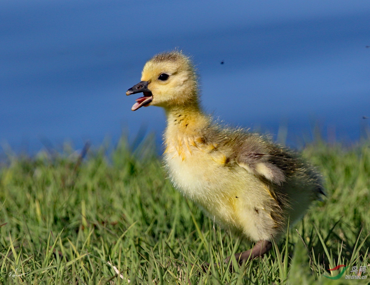 加拿大雁雏鸟