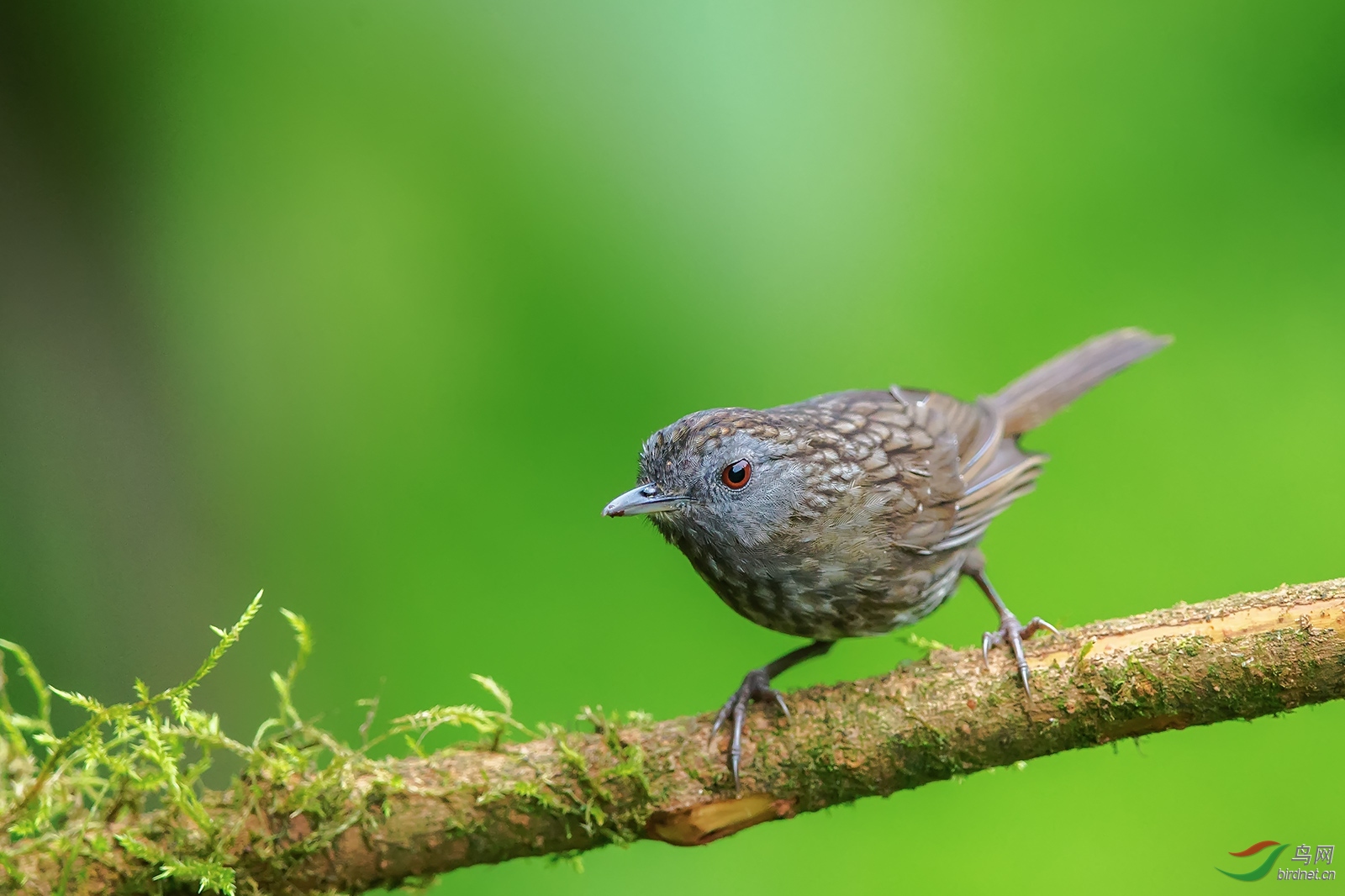 短尾鹪鹛-streaked-wren-babbler.jpg