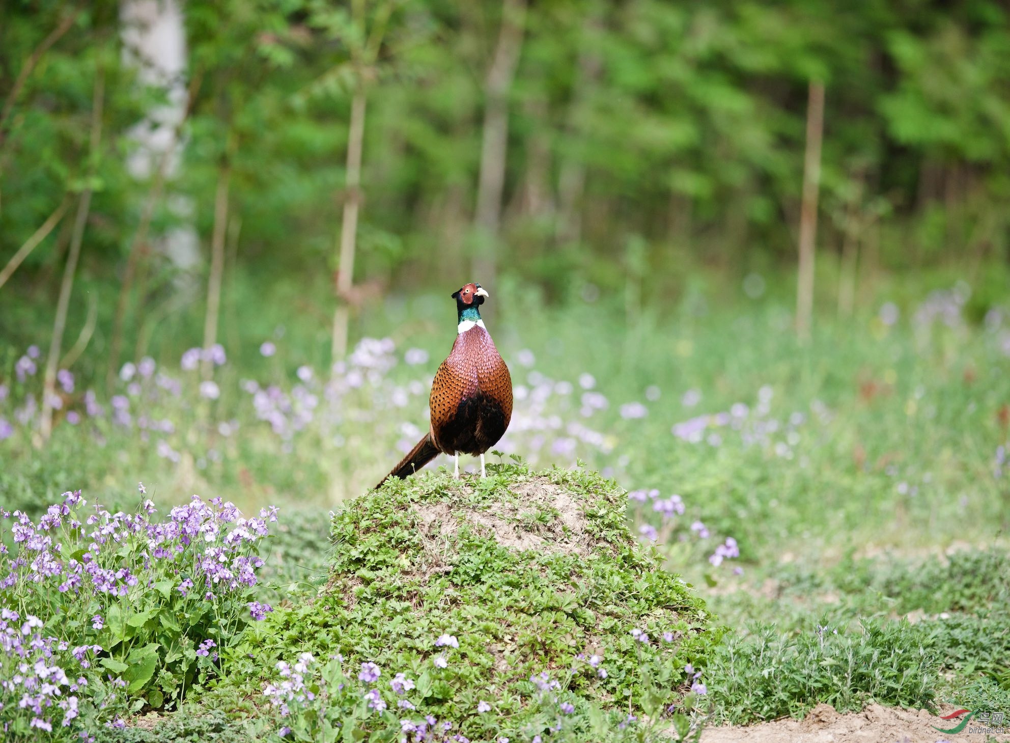 金鸡独立:雉鸡(雄)