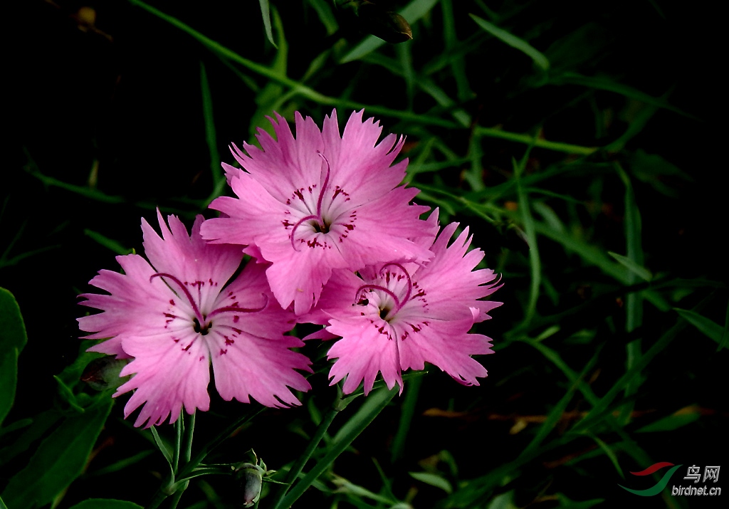 石竹花