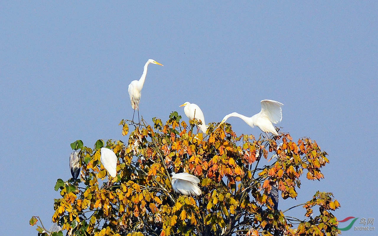 树上的白鹭